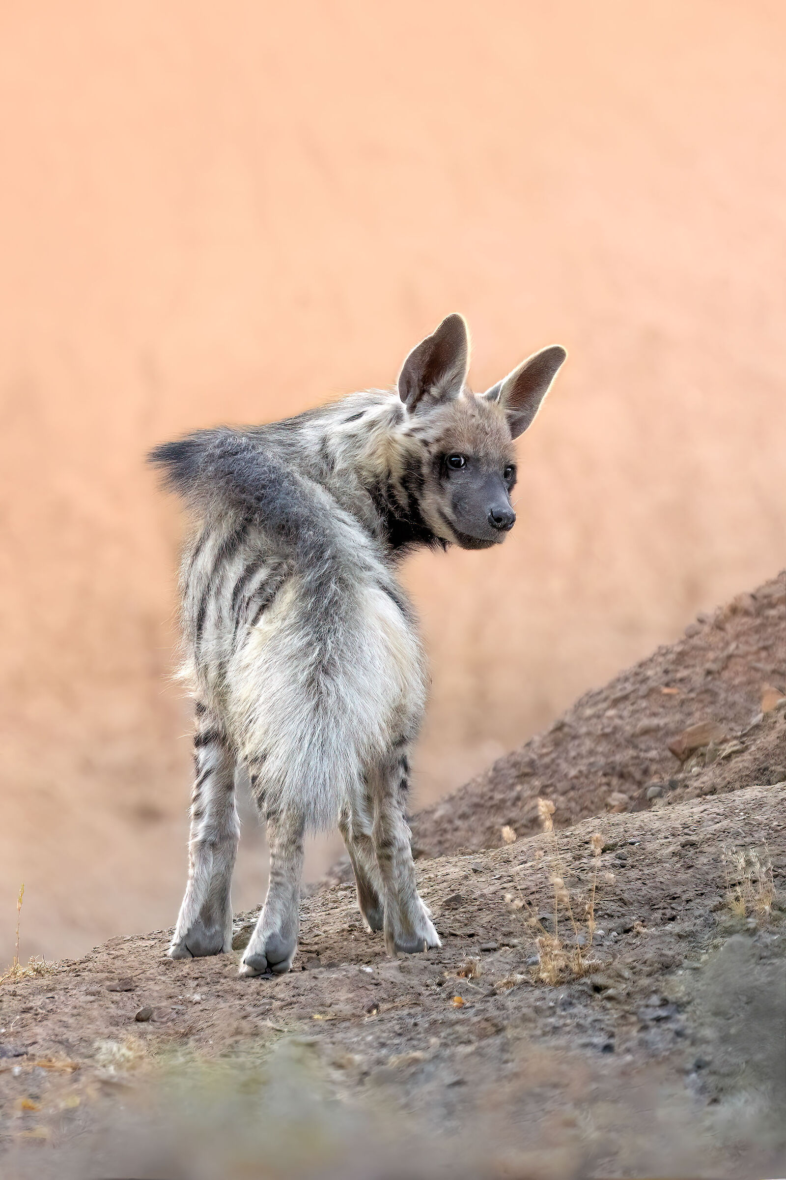 Striped hyena