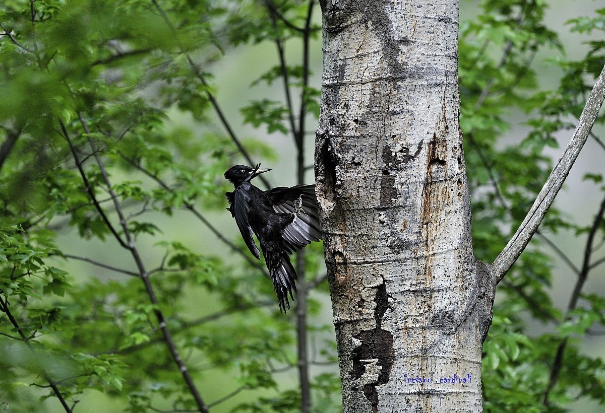 Black Woodpecker