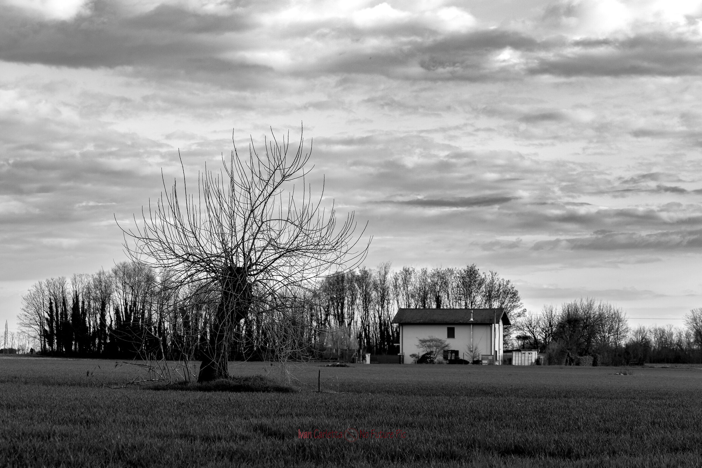 albero con casa