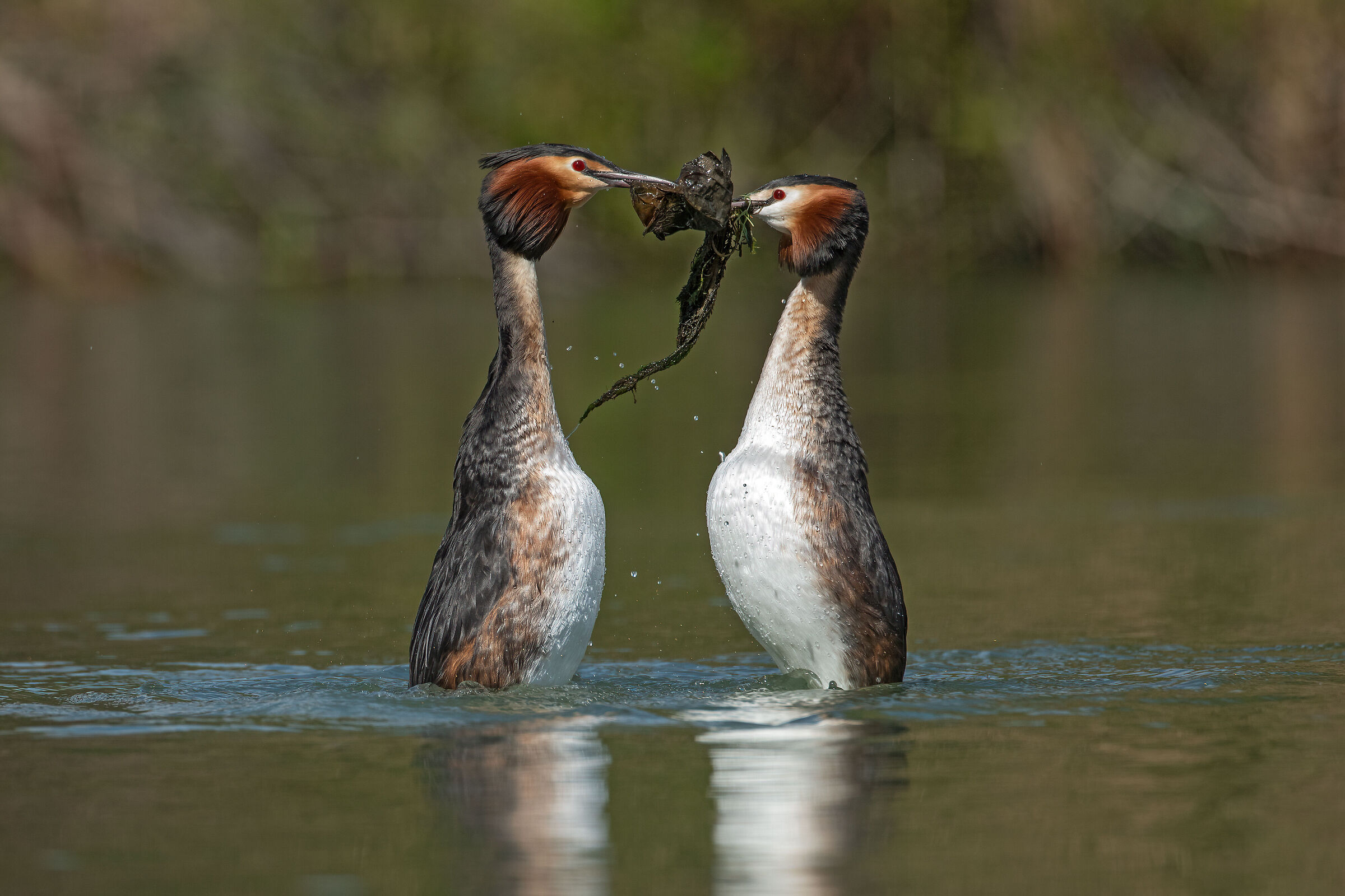 The dance