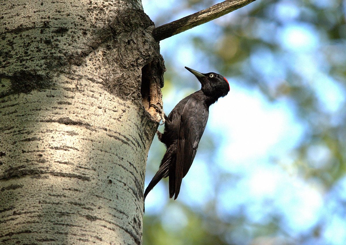 Black Woodpecker
