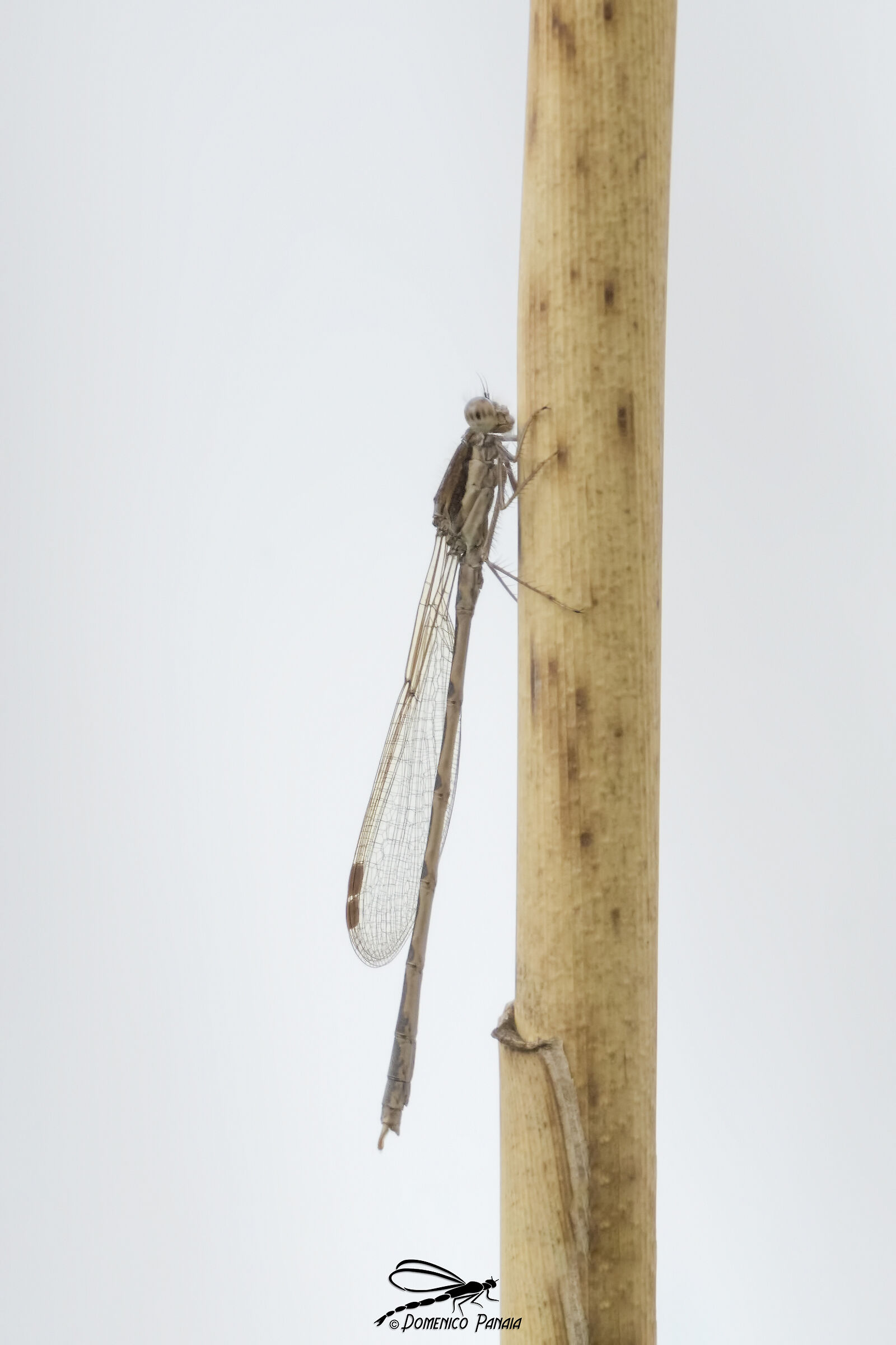 sympecma fusca
