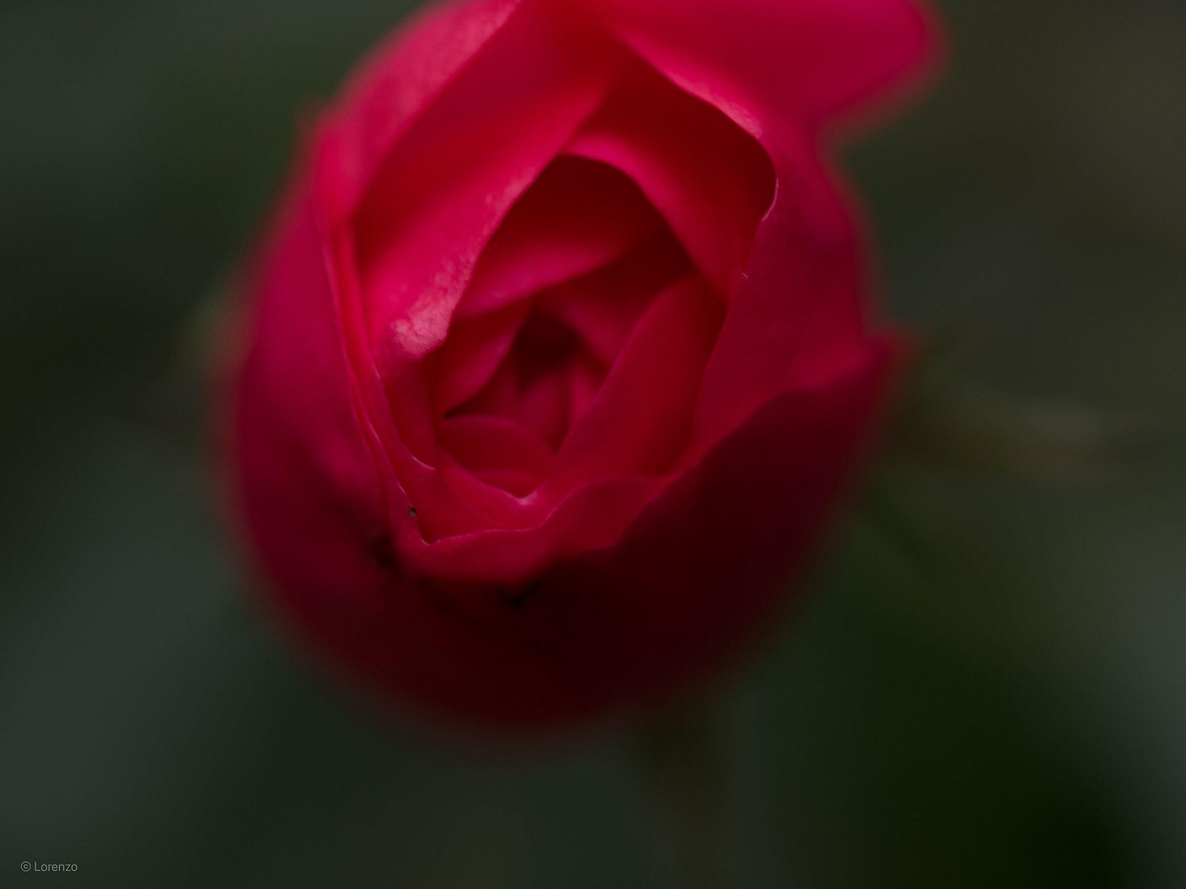 Red Rose