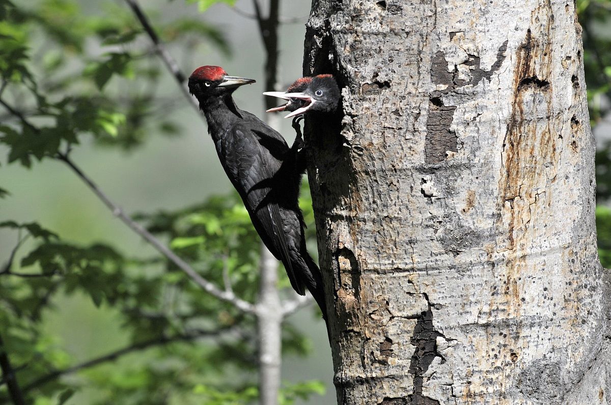 black woodpecker stern look