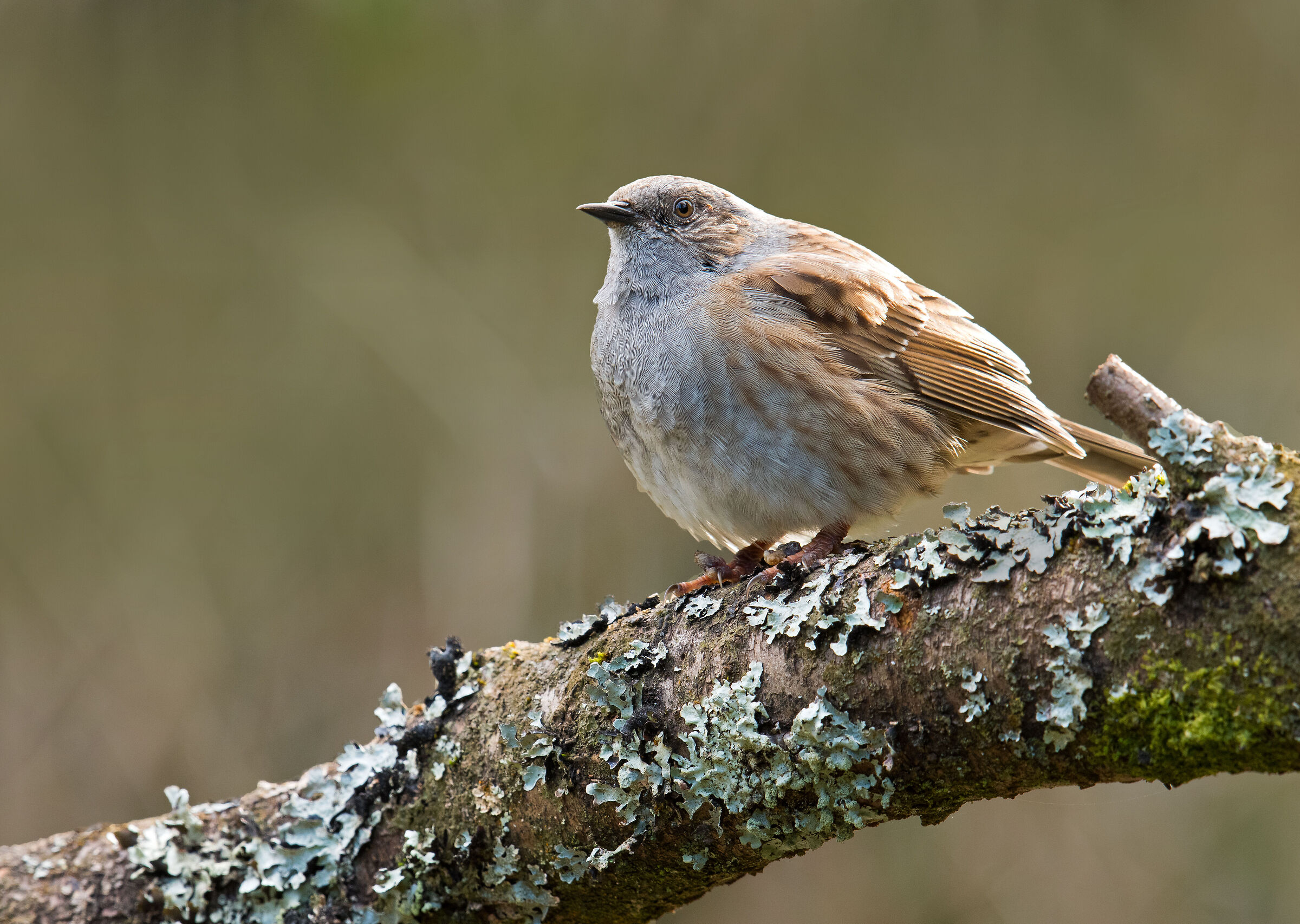Dunnock