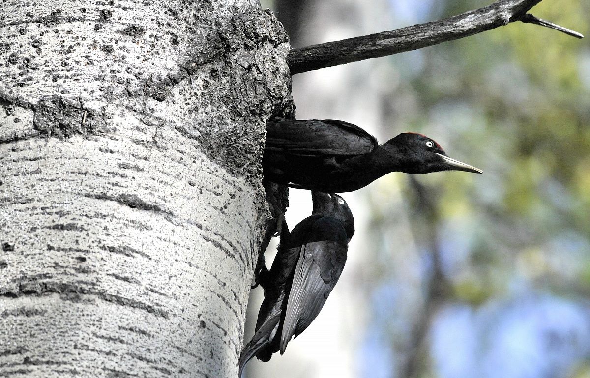 Black Woodpecker nest in output