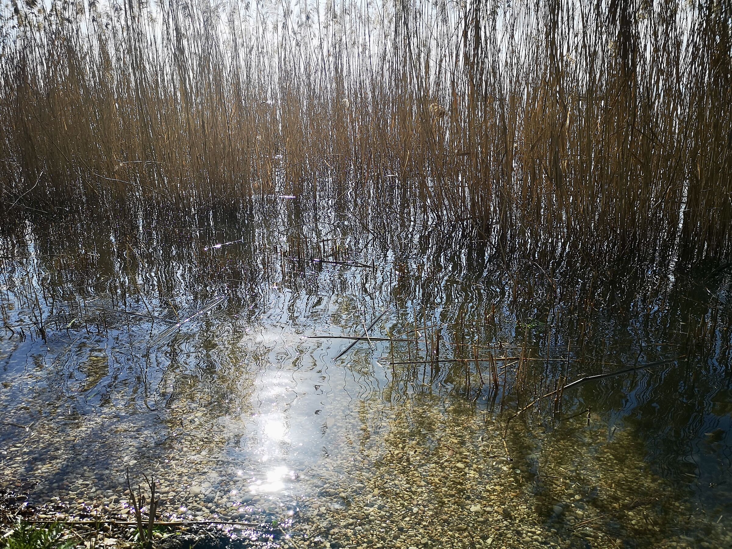 bardolino
