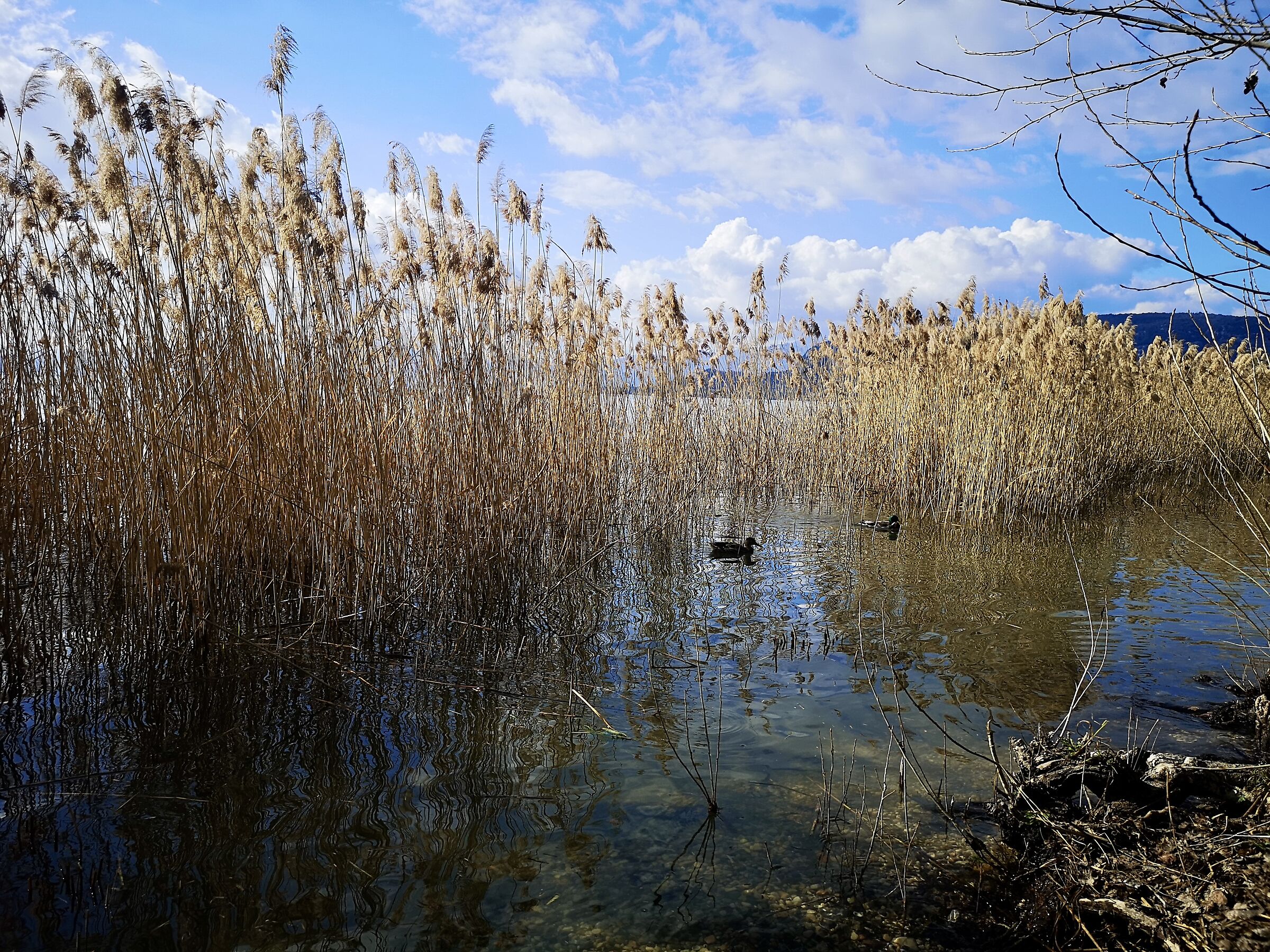 bardolino