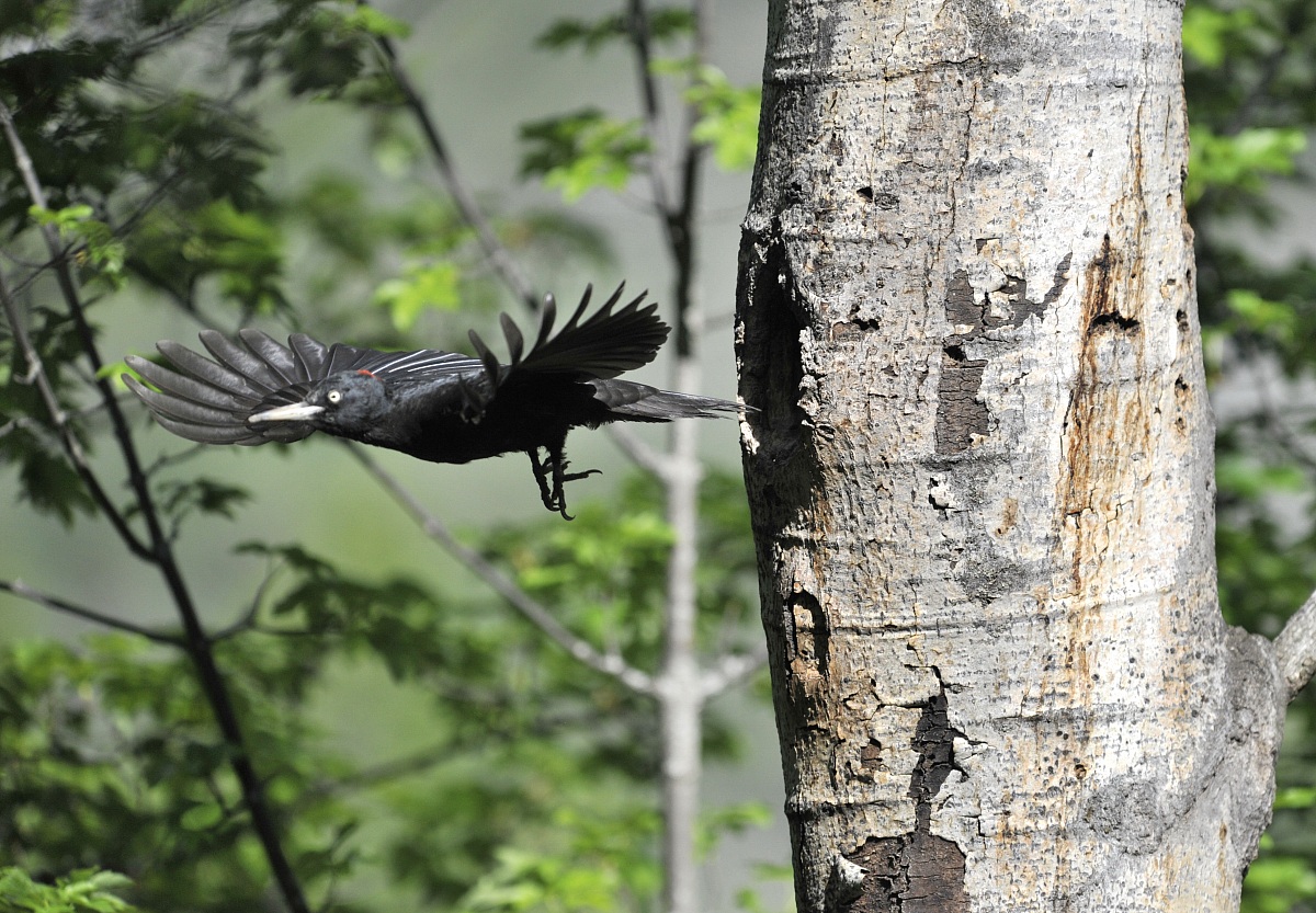 black woodpecker flight