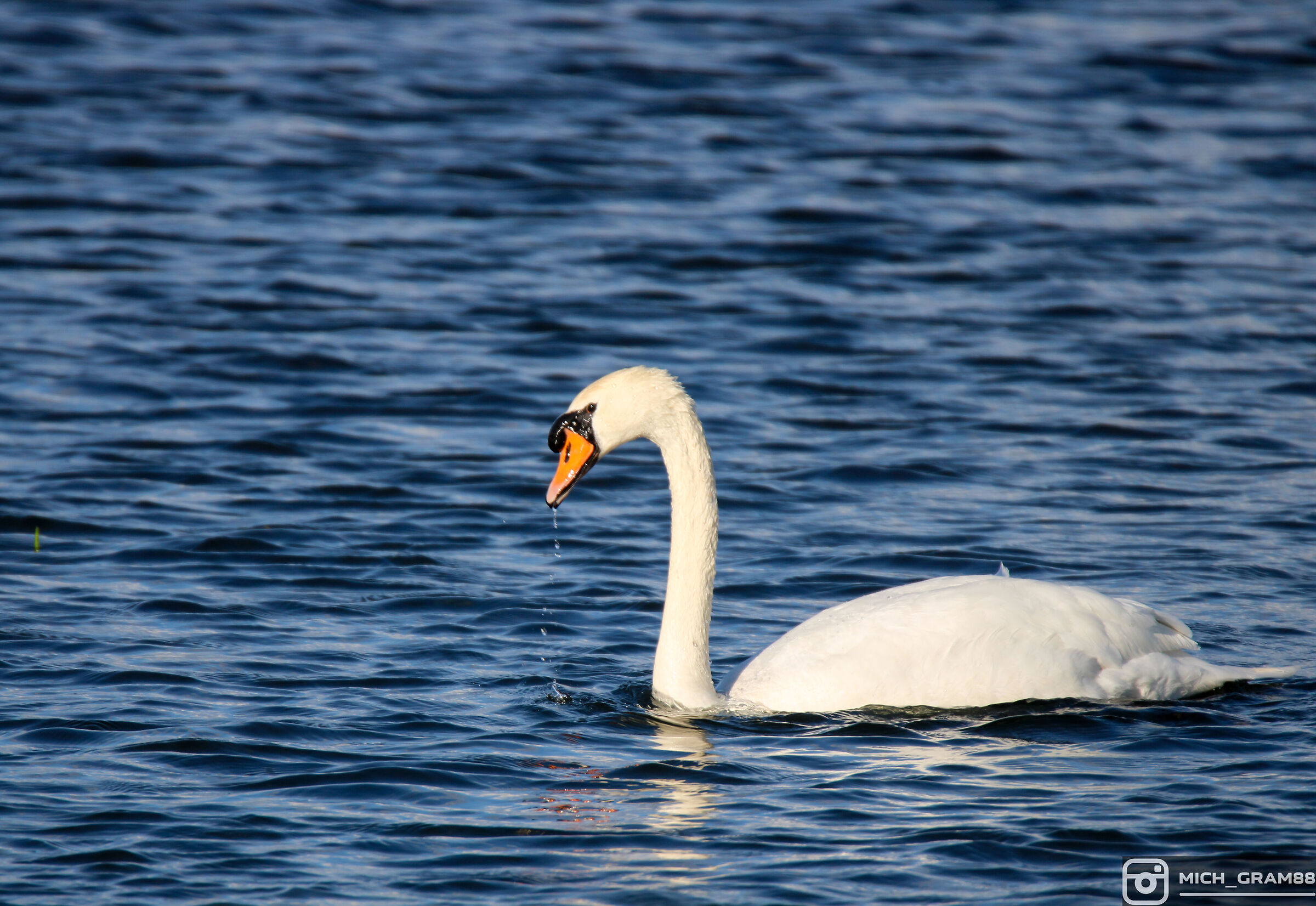 Swan