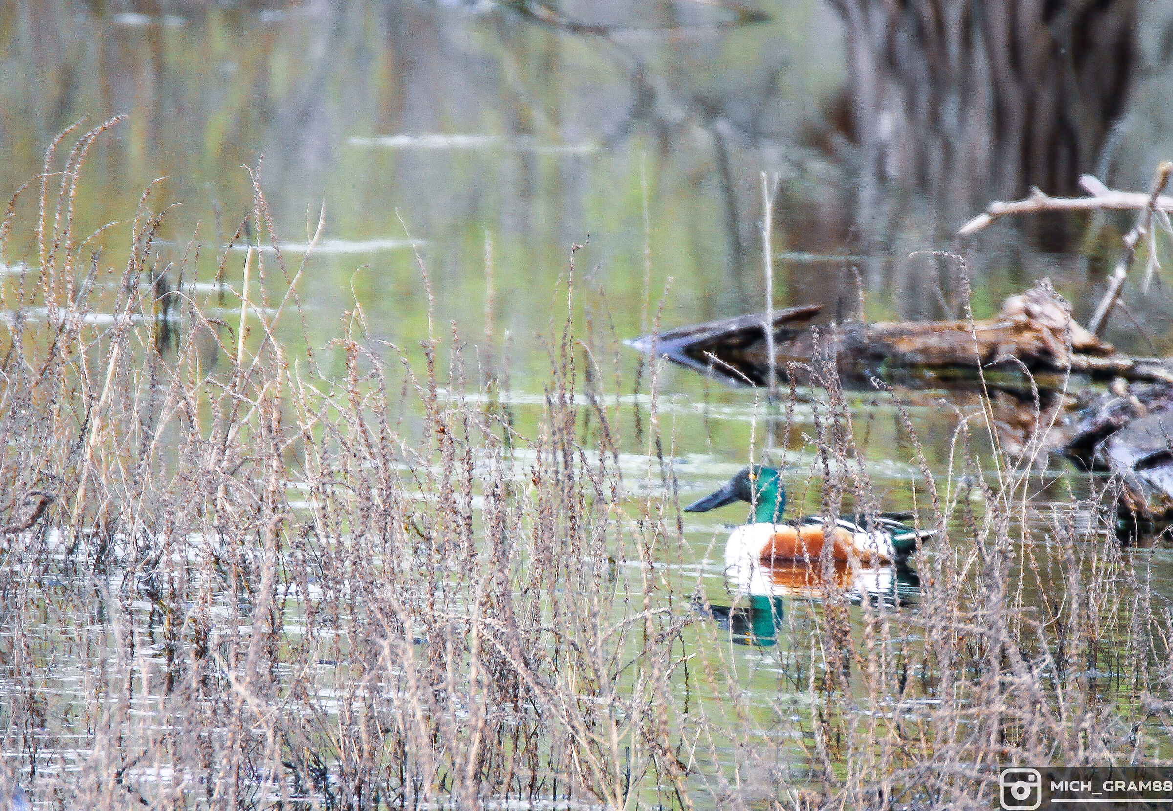 Shoveler