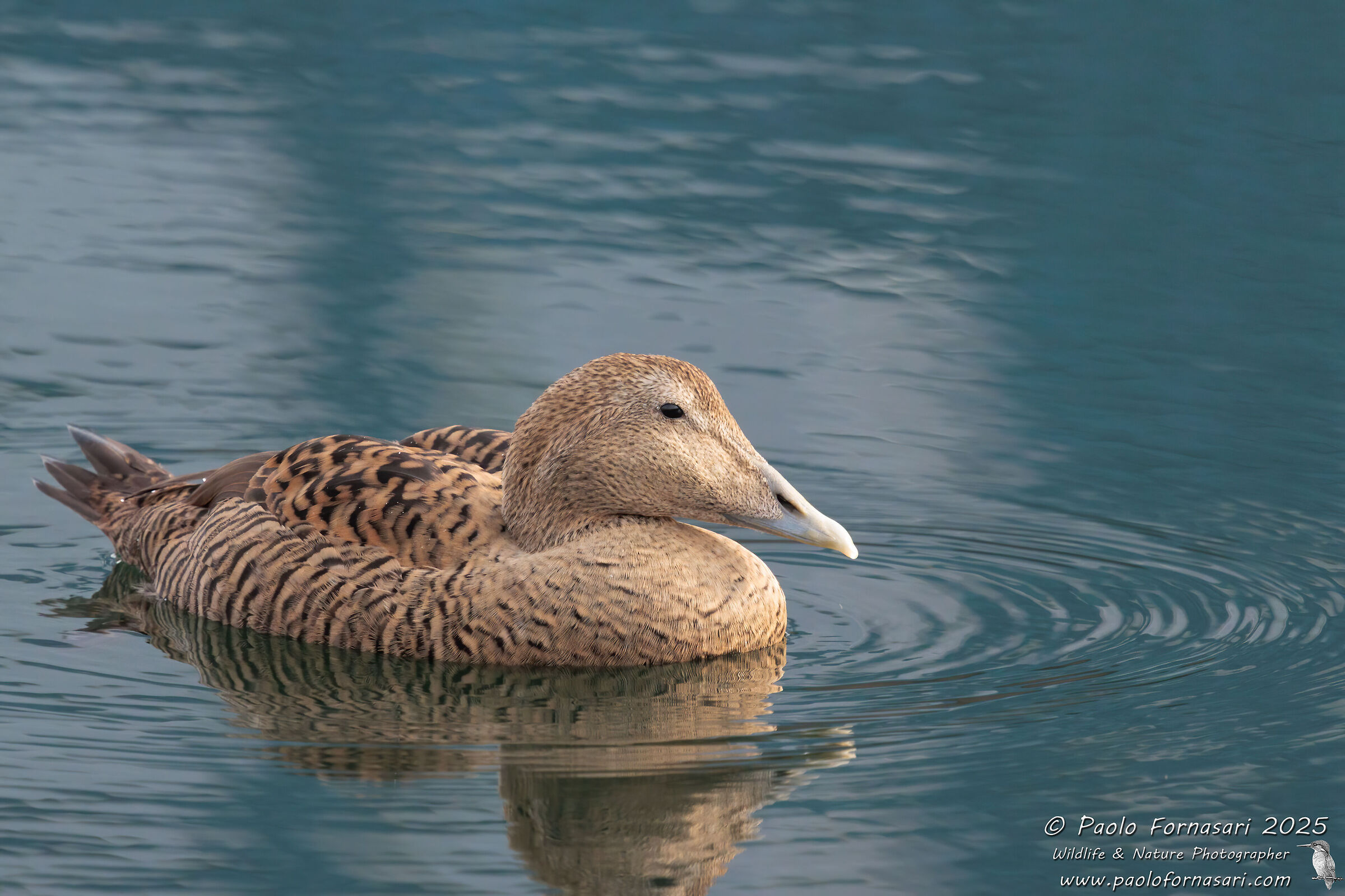 Eider Duck into the Blue