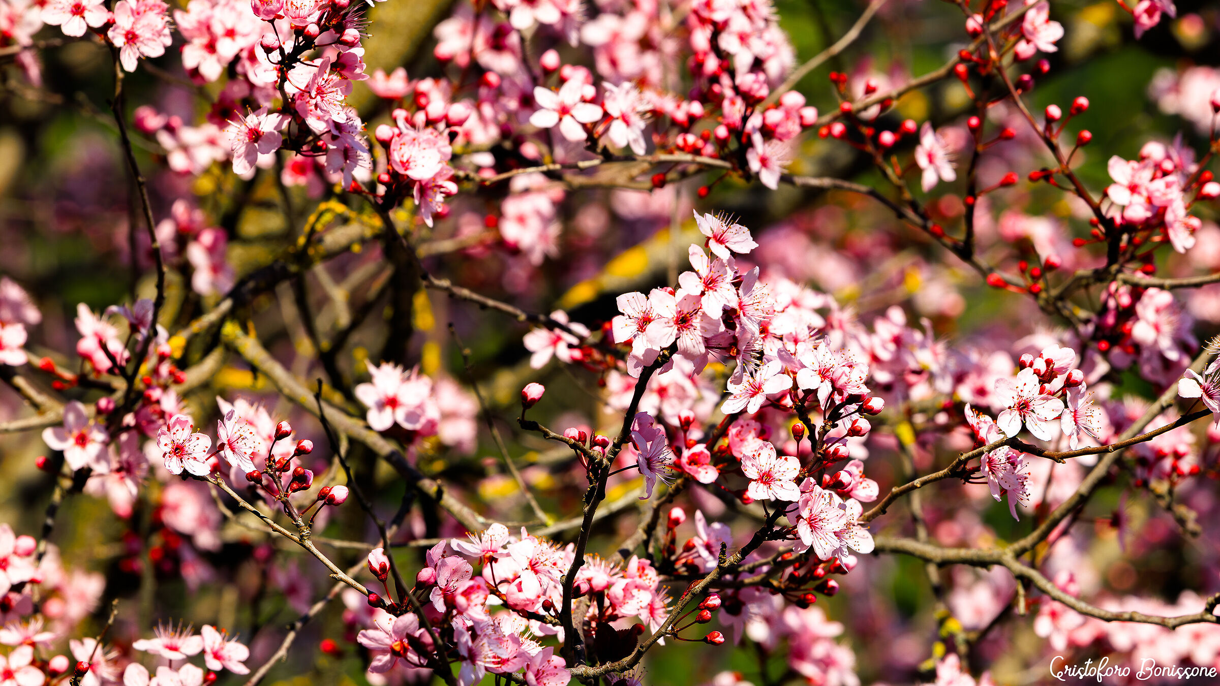 Mettete i fiori nei vostri cannoni