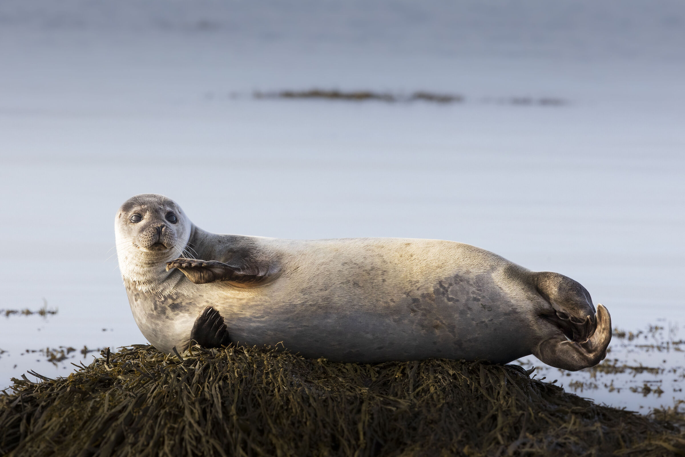 Foca