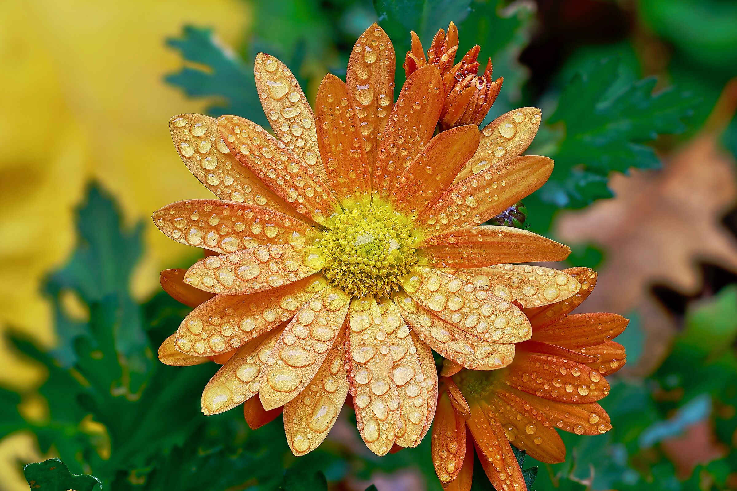 African daisy after a rainy day