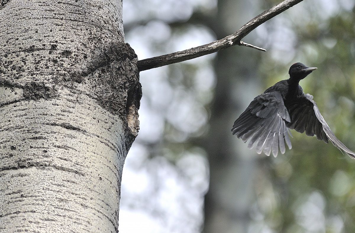 smaller than the first black wing-beat