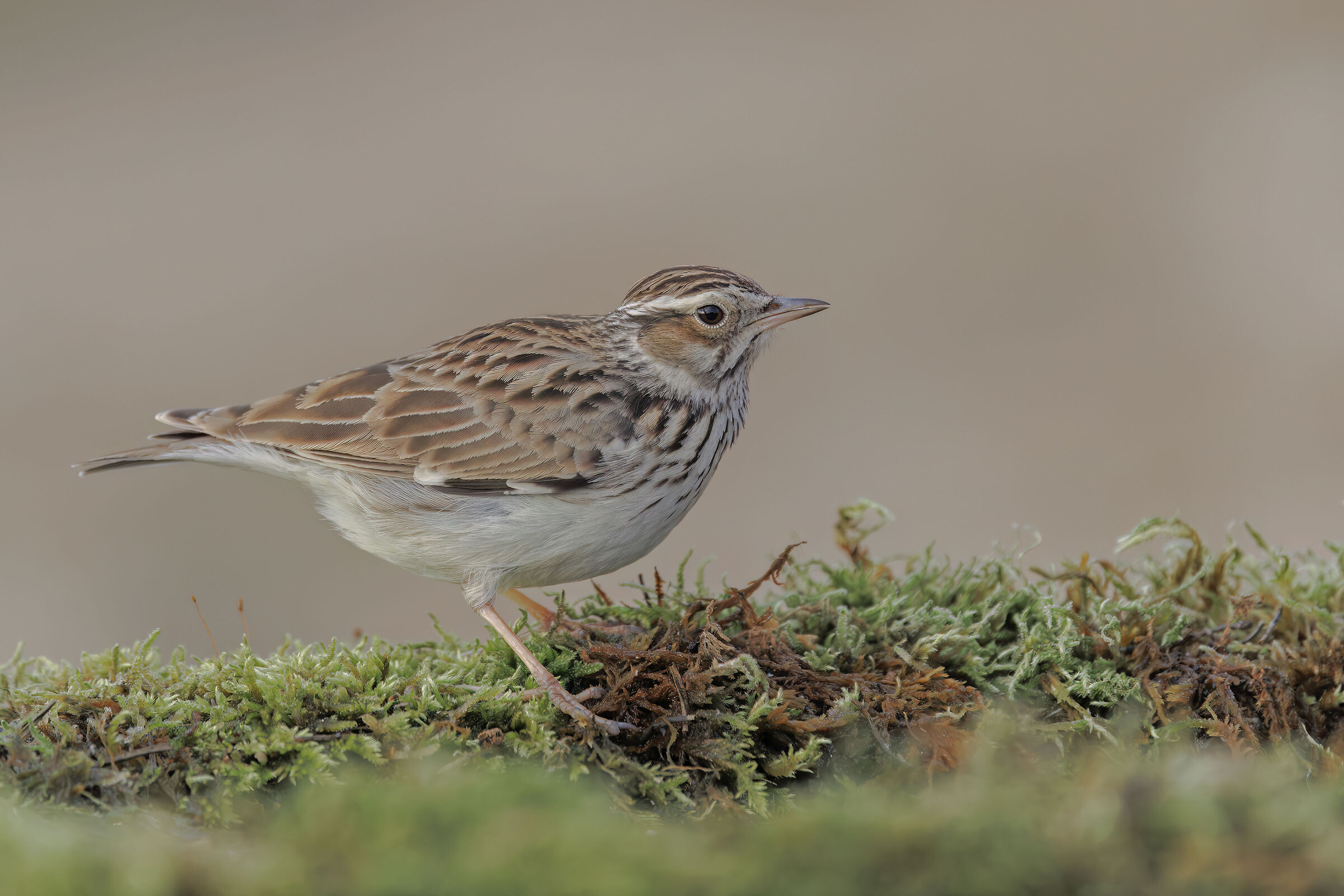Woodlark