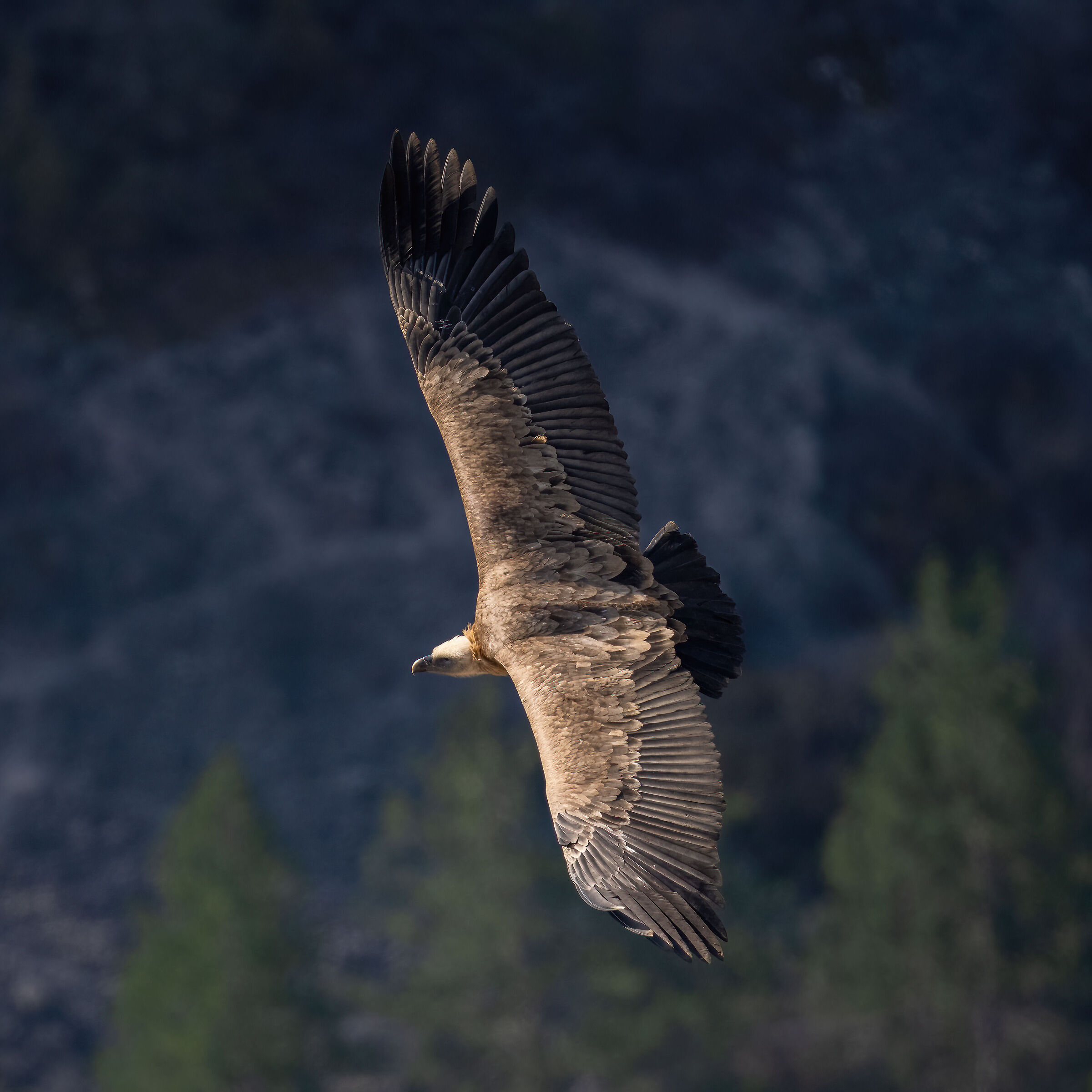 Griffin - Barronies Provencal
