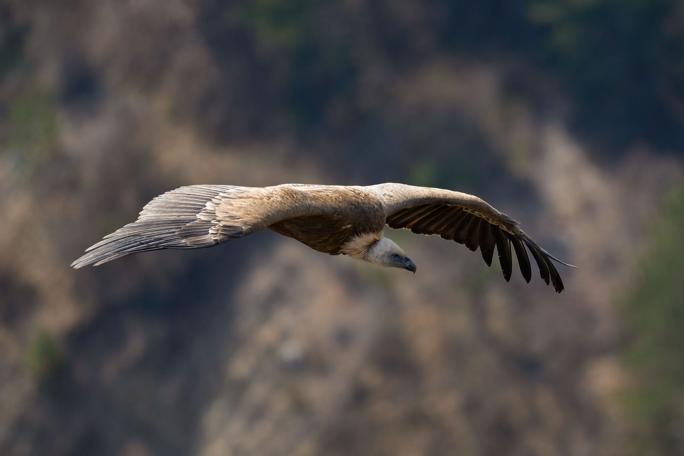 Griffin - Barronies Provencal