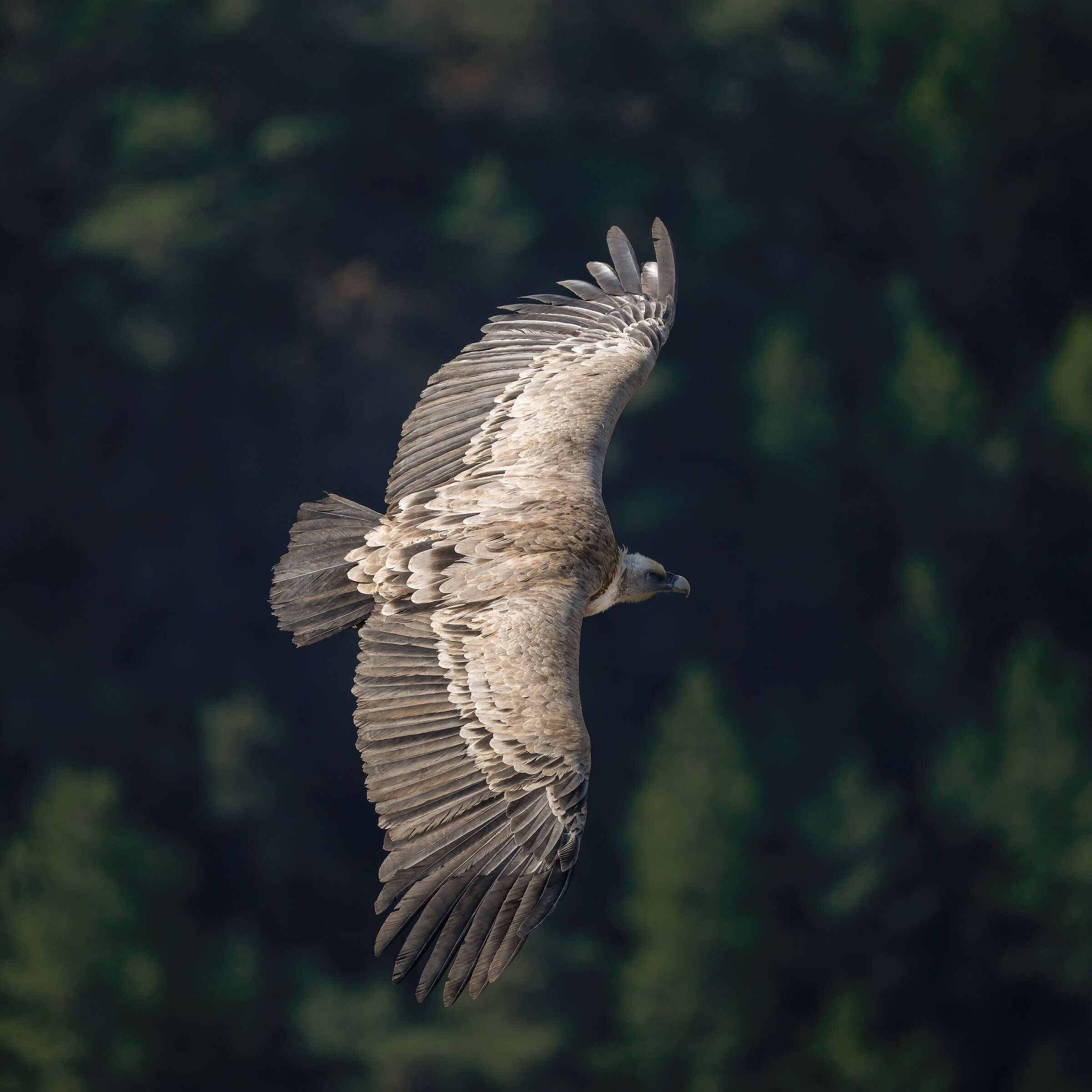 Griffin - Barronies Provencal