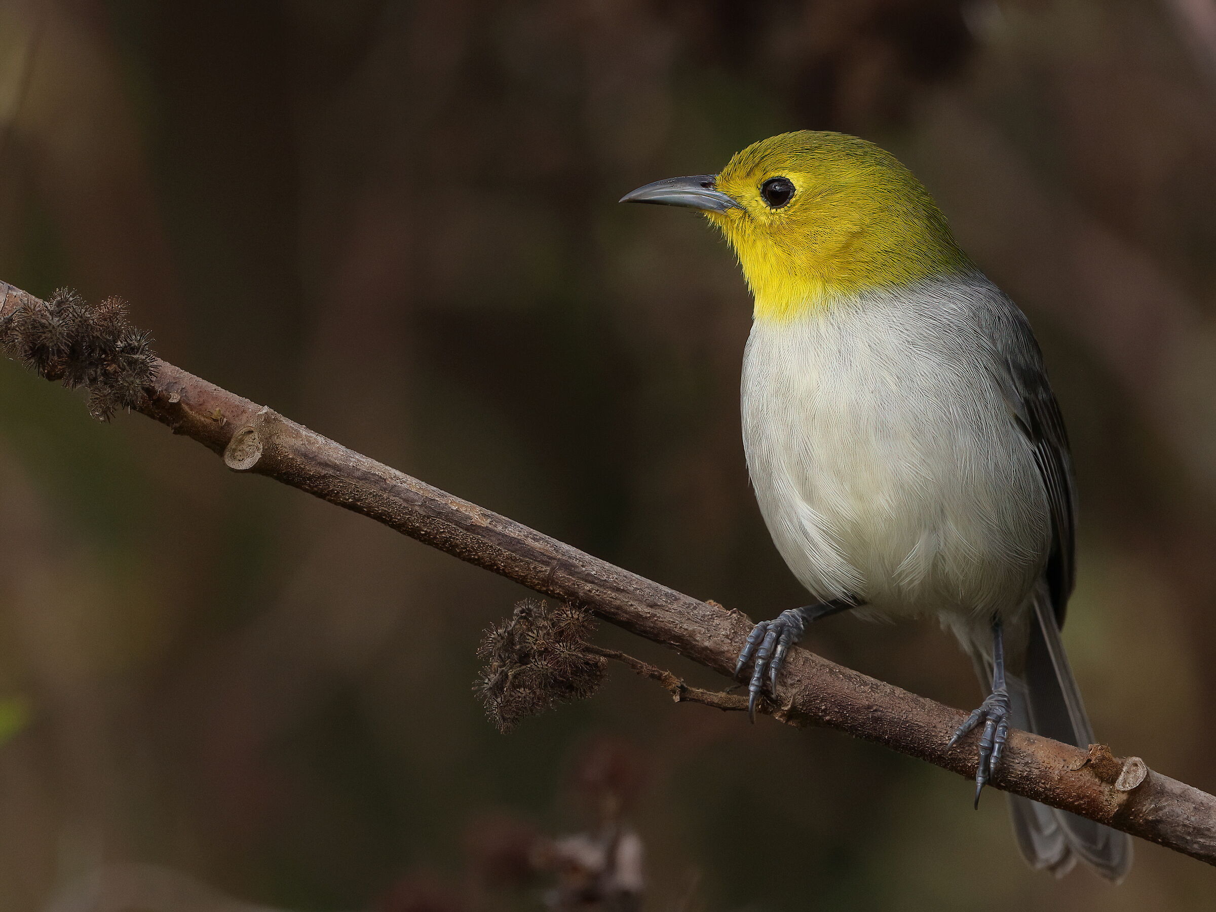 Yellow-headed warbler