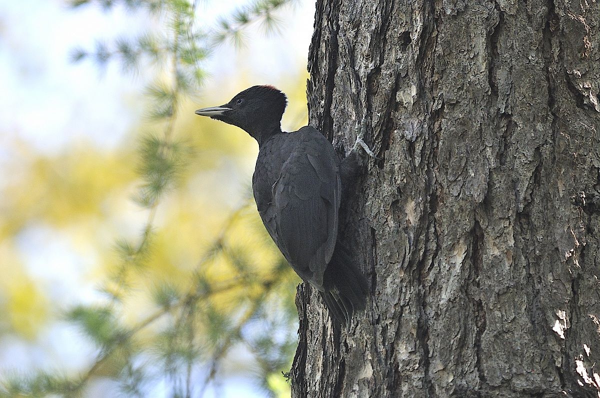 small black first docking to the trunk
