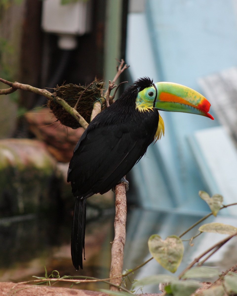Tucano con becco rotto