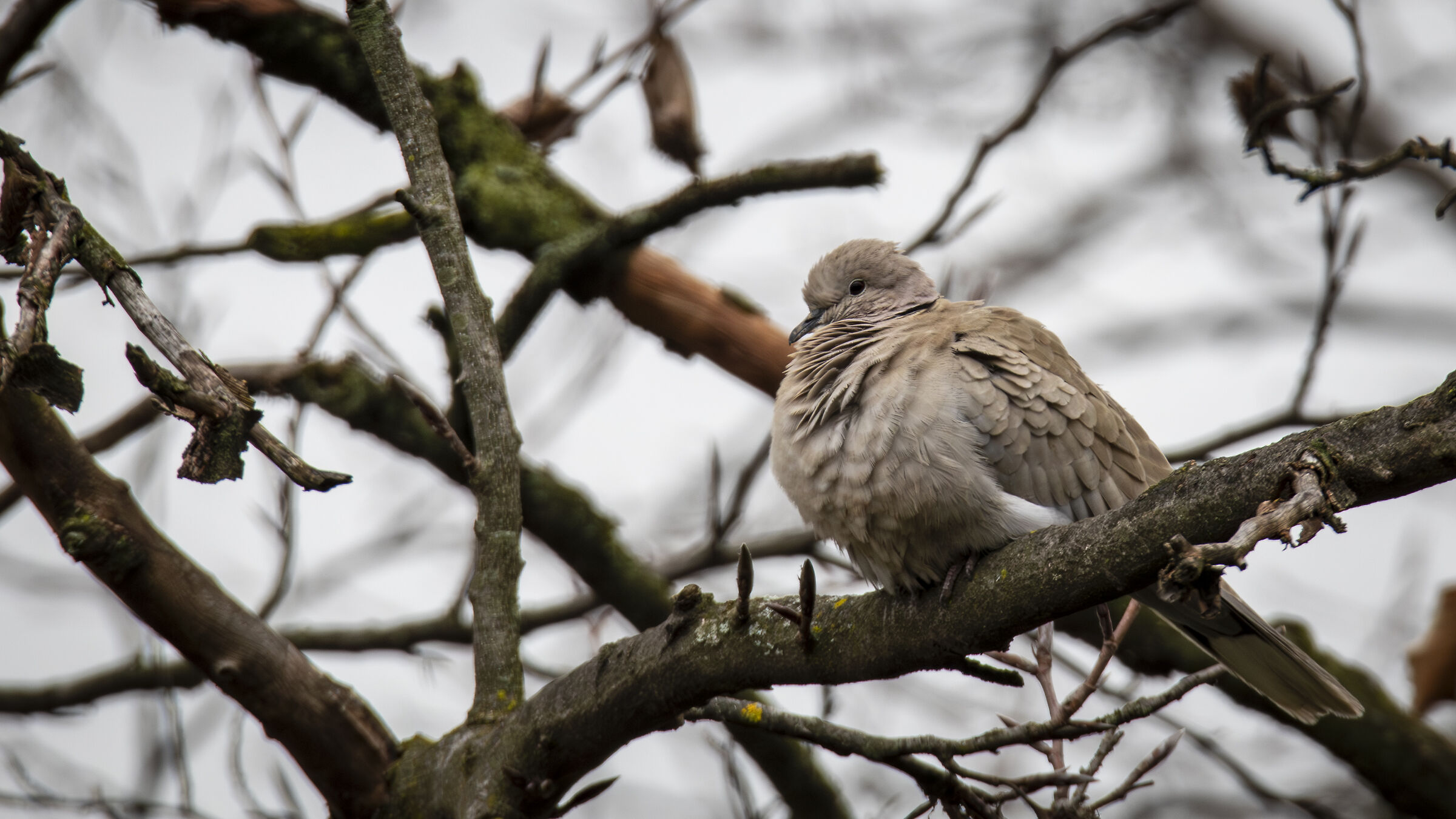 Collared dove