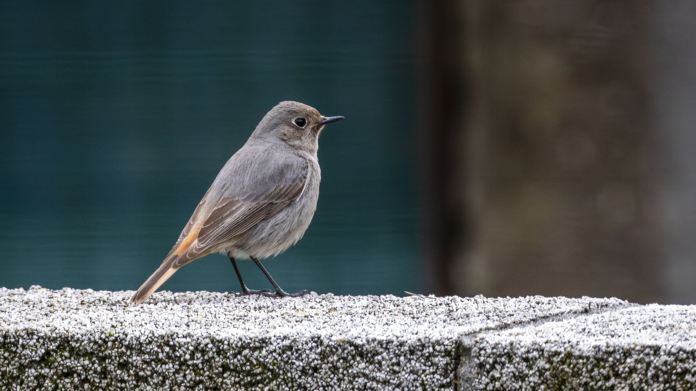 Black redstart