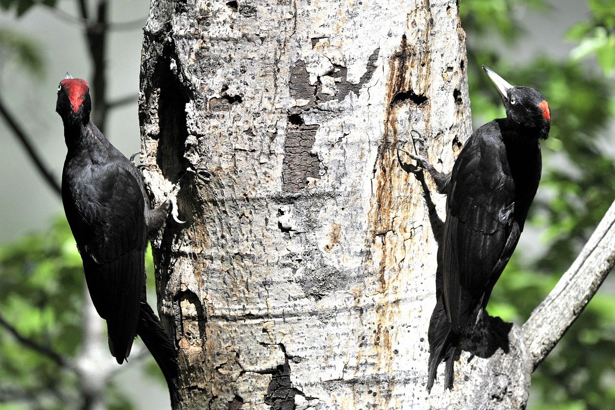 pair of black woodpecker