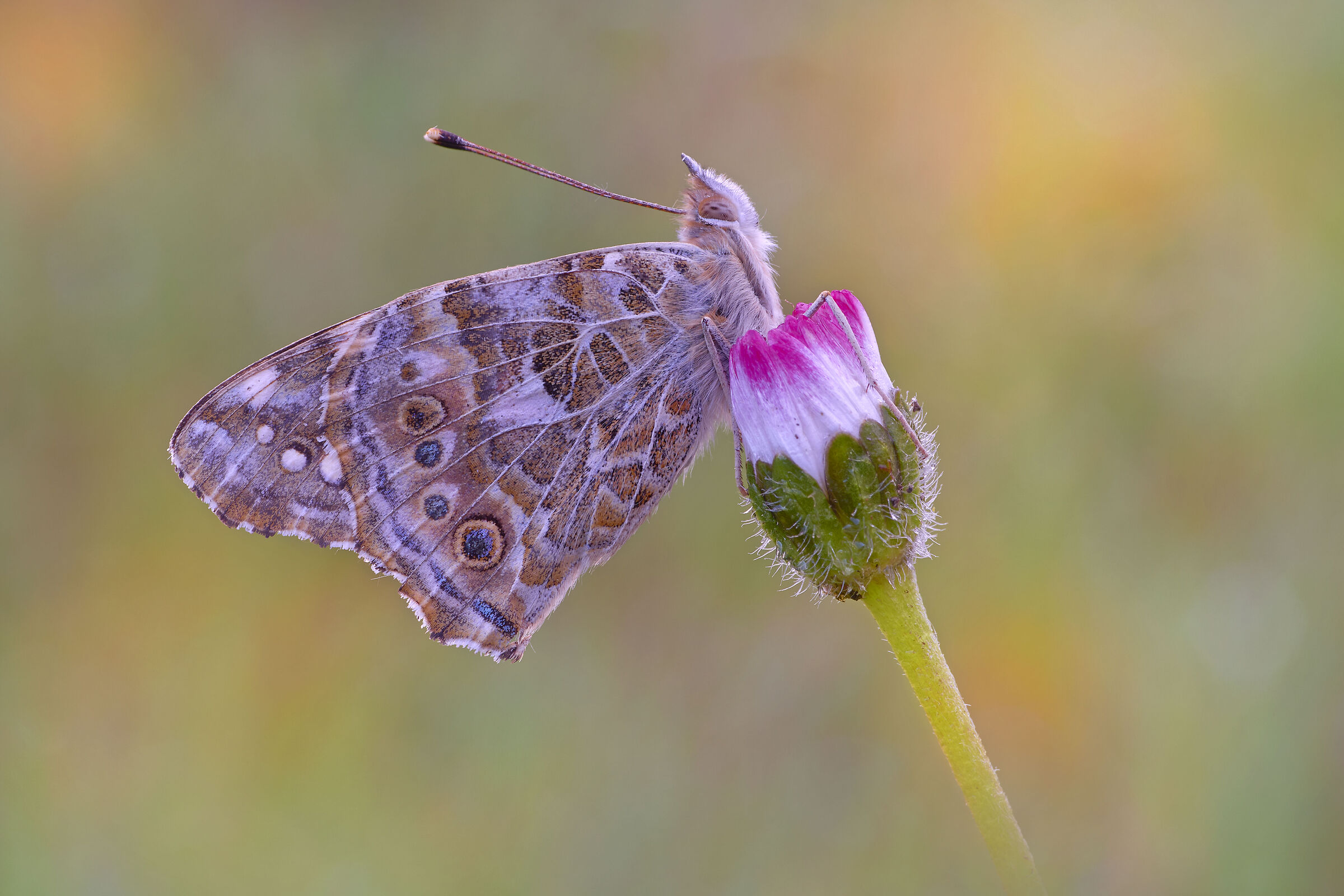 Vanessa cardui (Linnaeus, 1758)