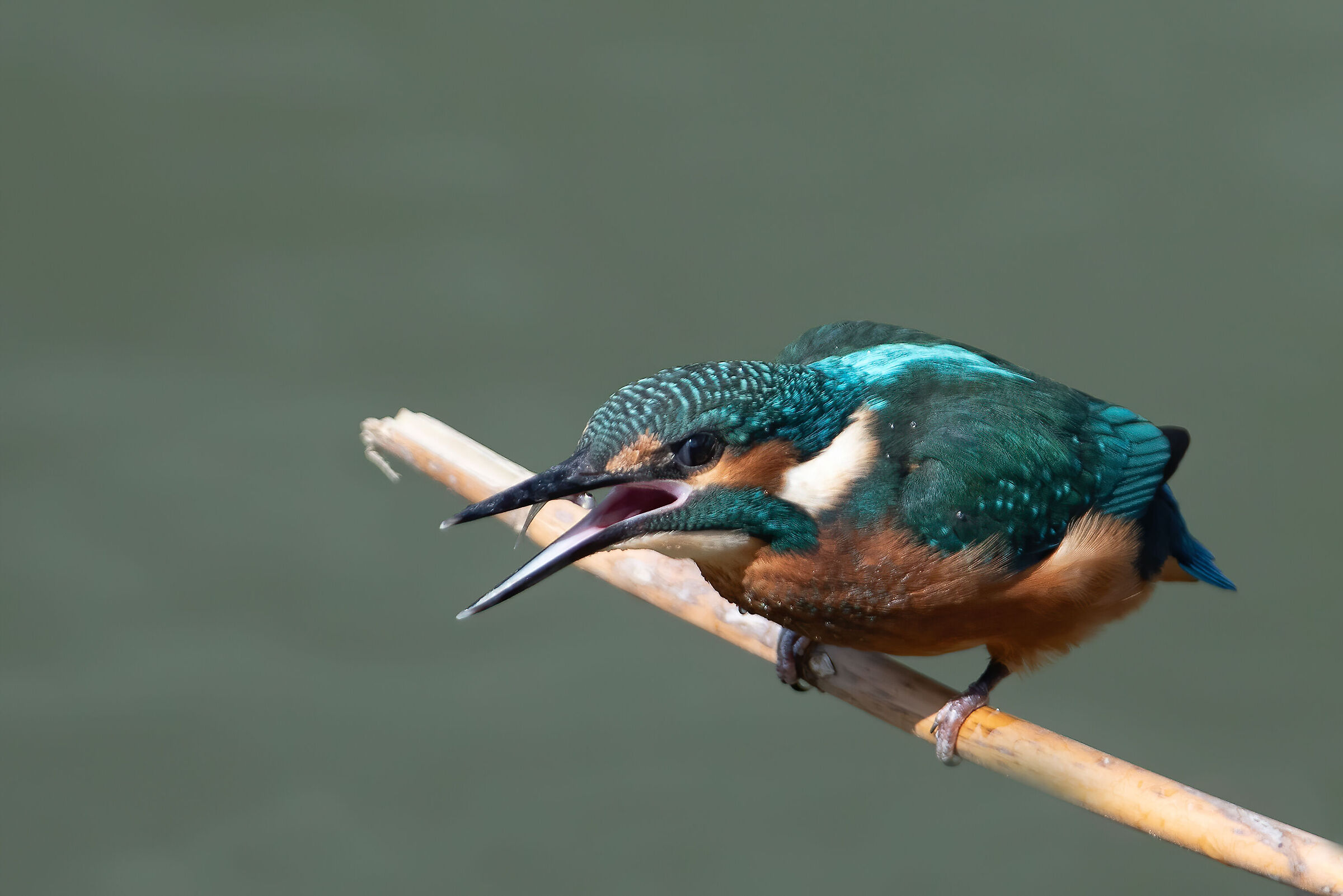 Young Kingfisher Swallows Young Fish