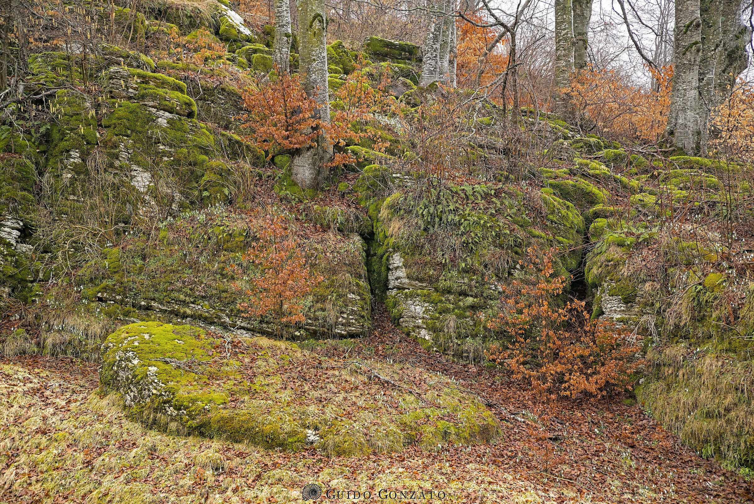 Late Winter Colors /1