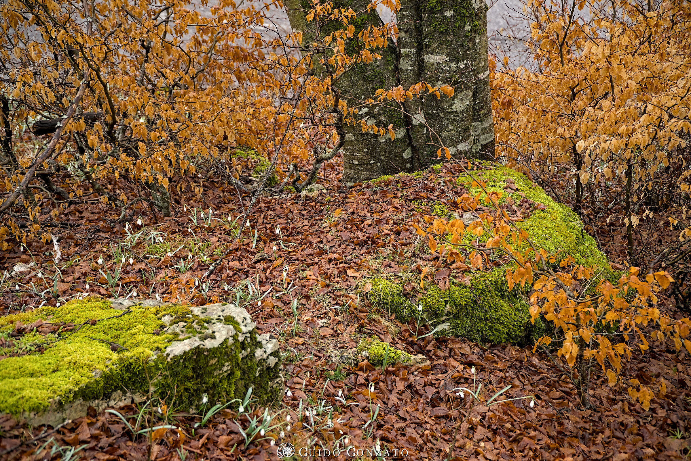 Late Winter Colors /2