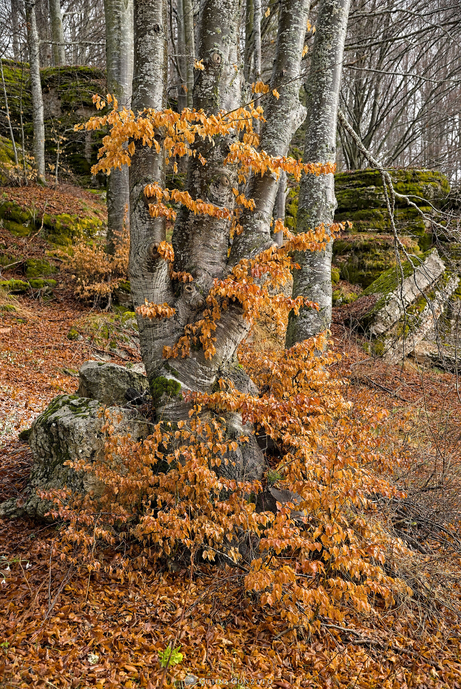 Late Winter Colors /2