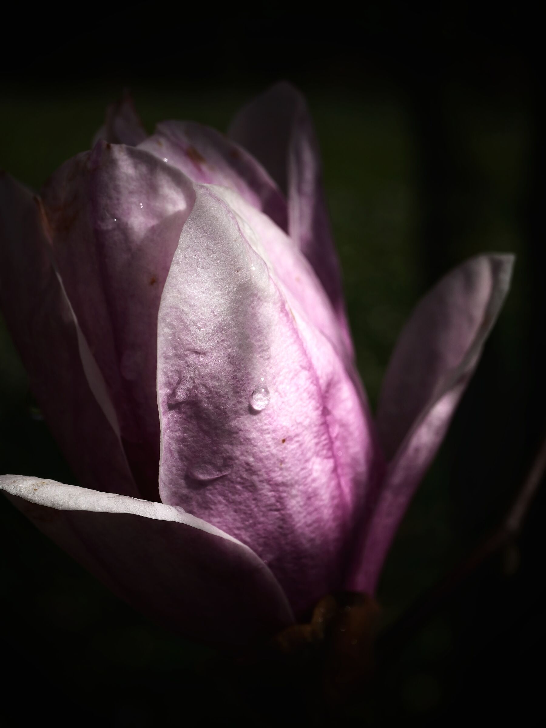 Effimero come un fiore di magnolia