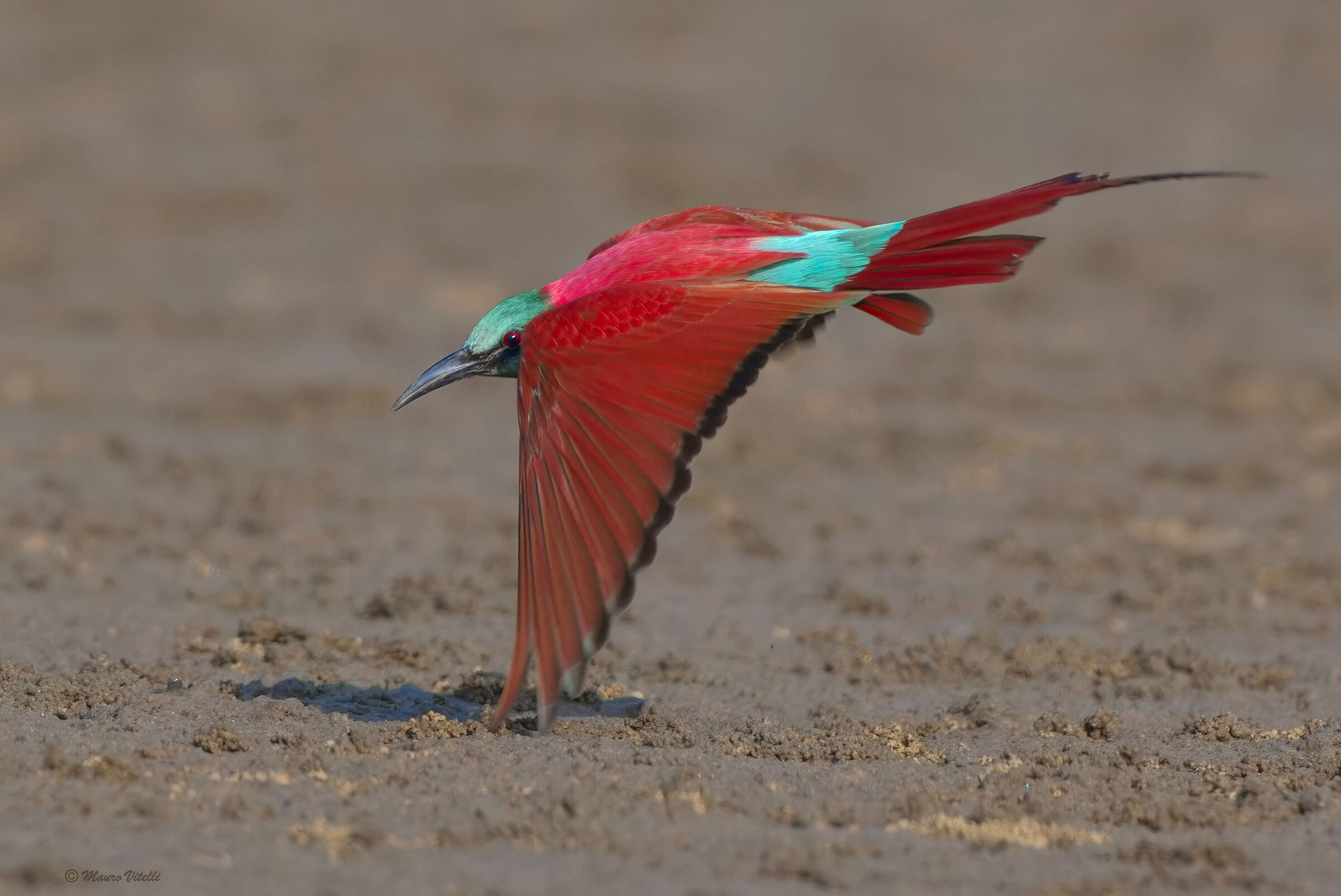 Gruccione carminio settentrionale (merops nubicus)