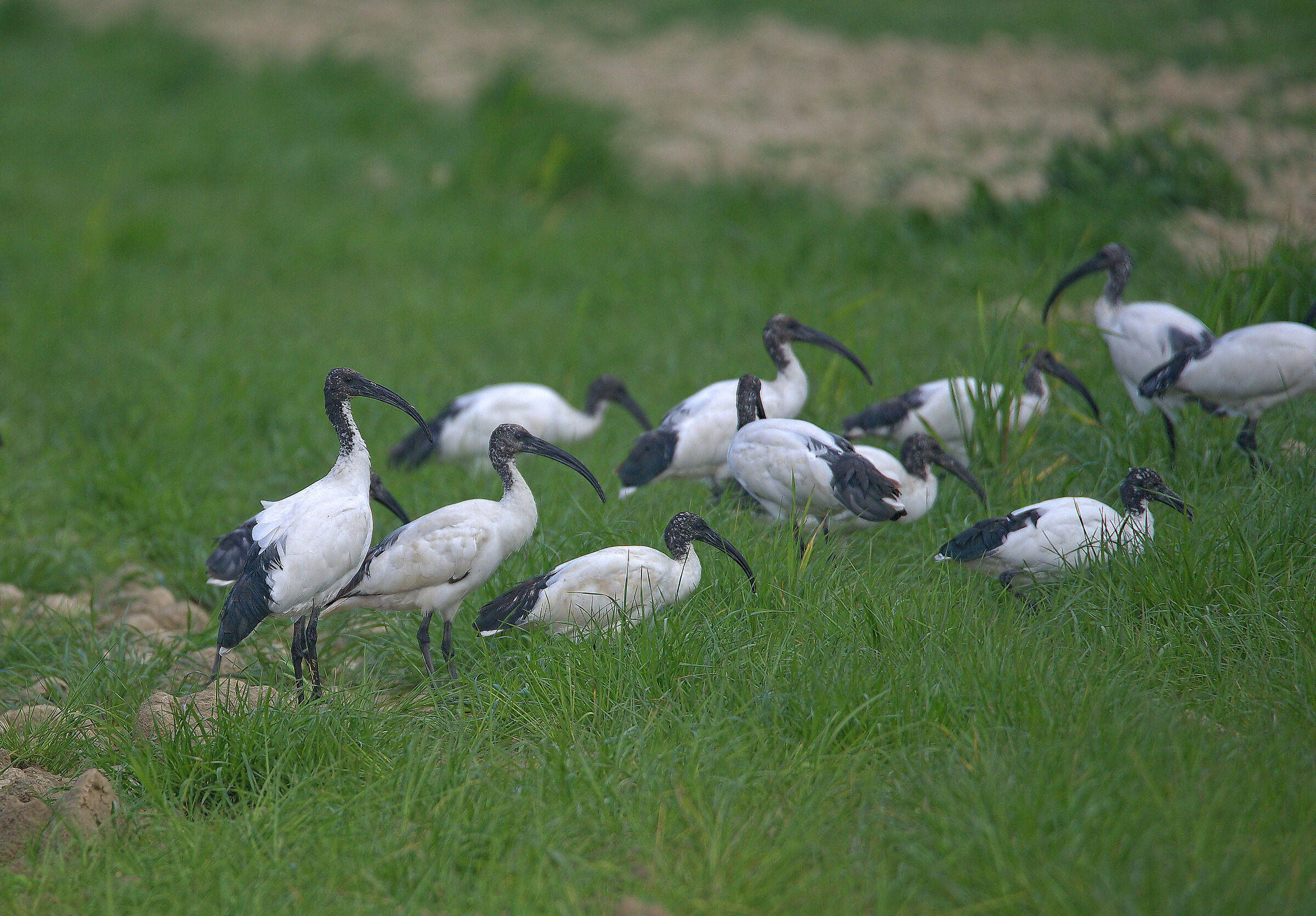 Ibis sacroIbis sacro