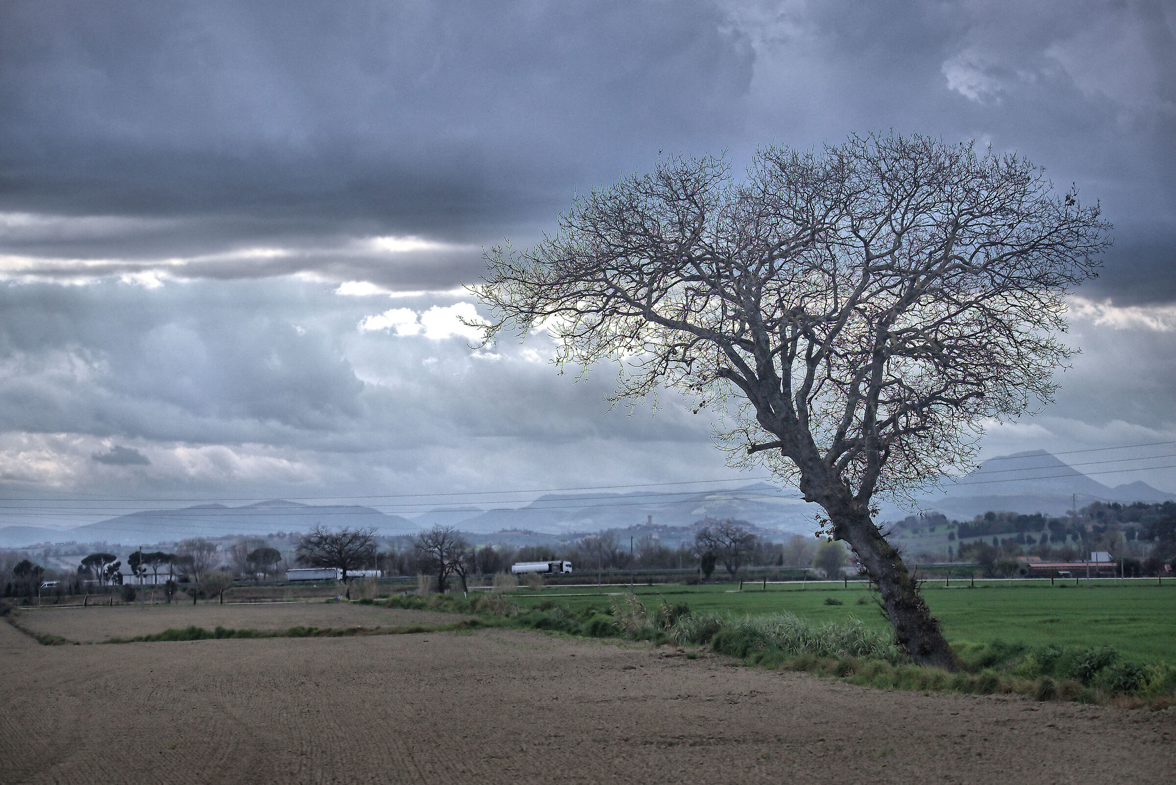 Albero nella pianura