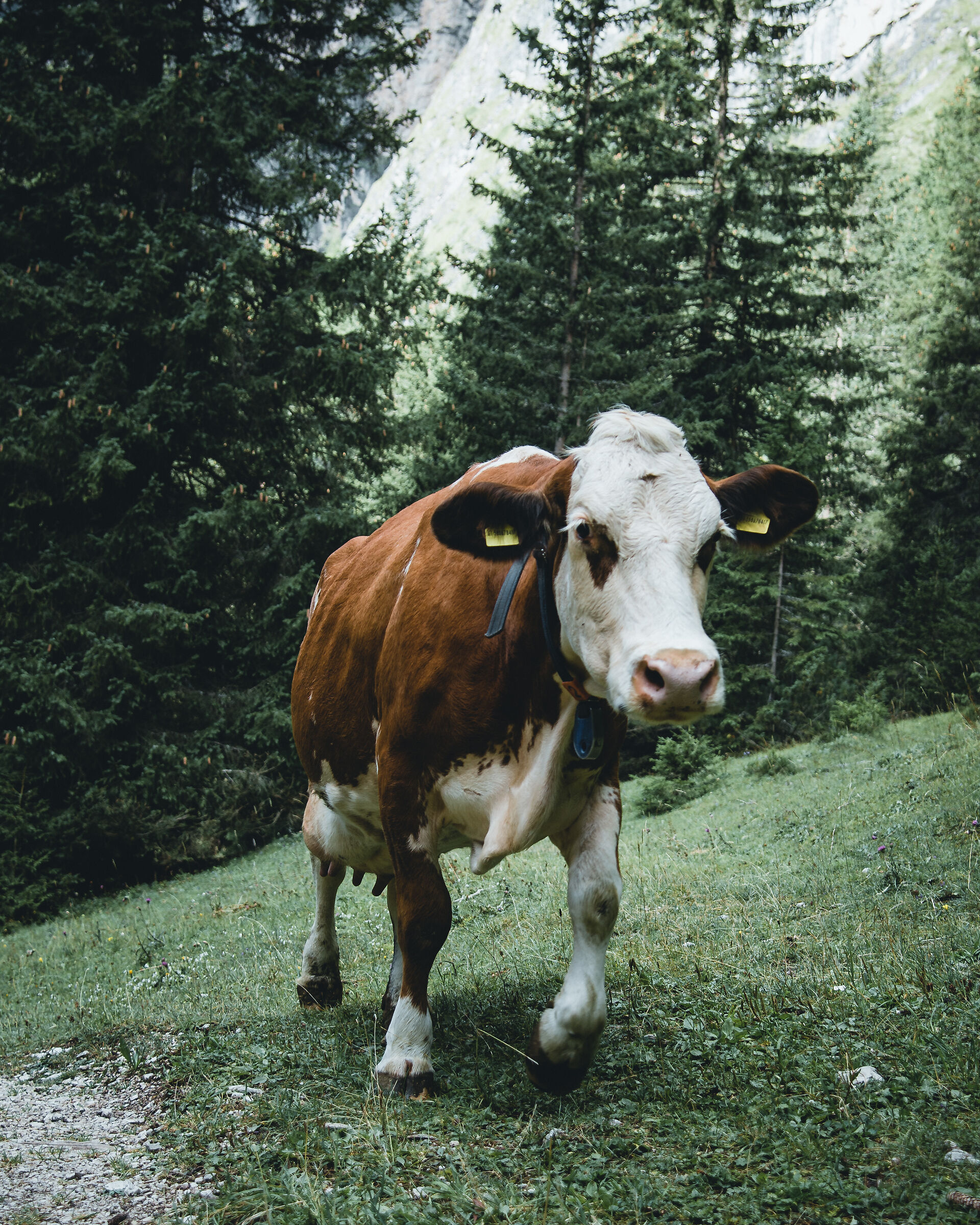 Escursioni in montagna