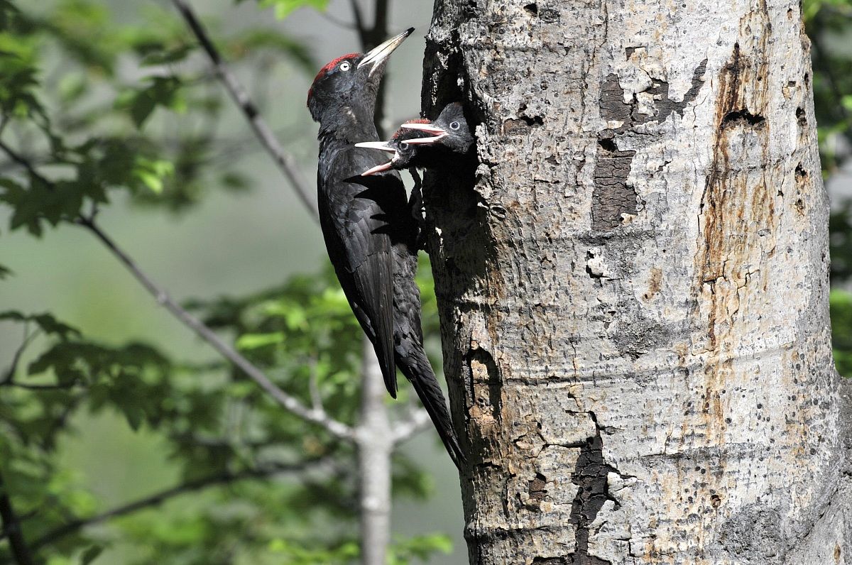 Black Woodpecker