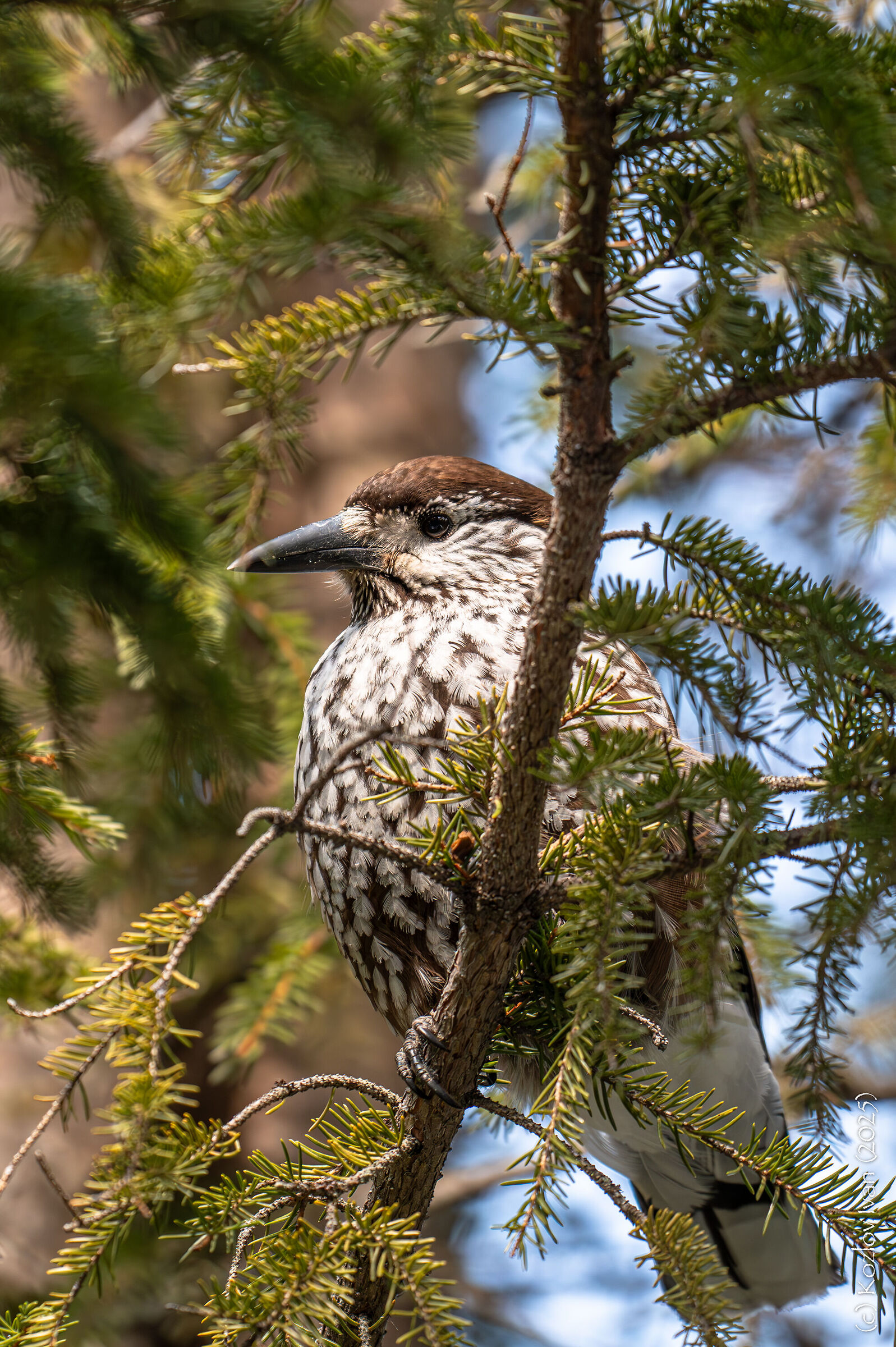northern nutcracker