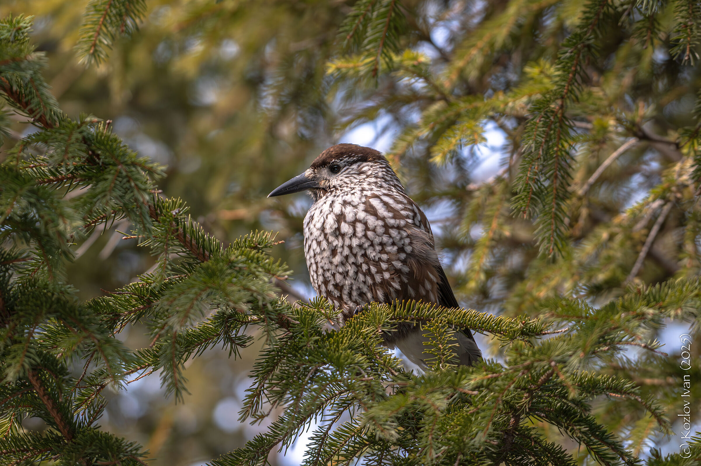 northern nutcracker