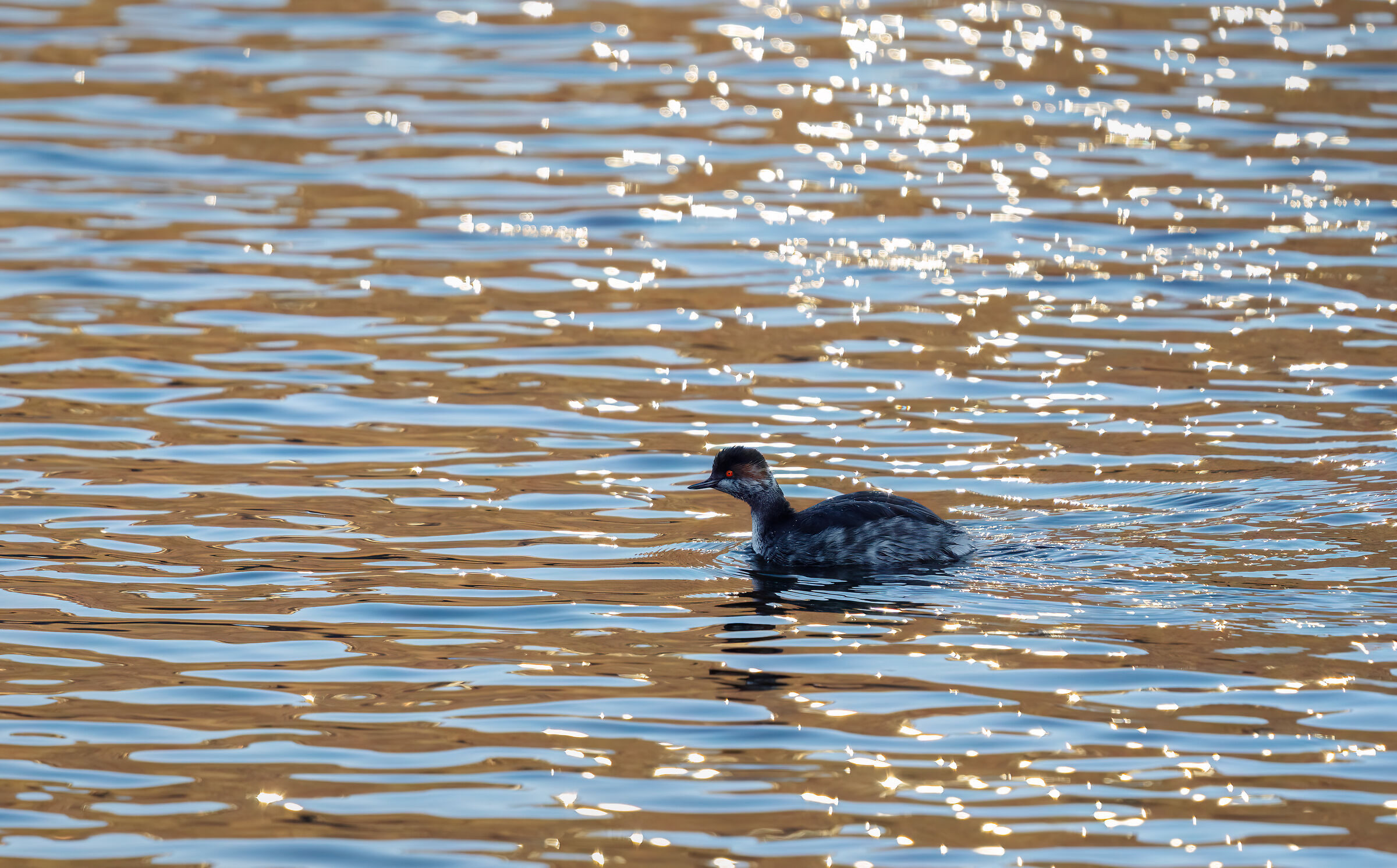 Black-necked grebe