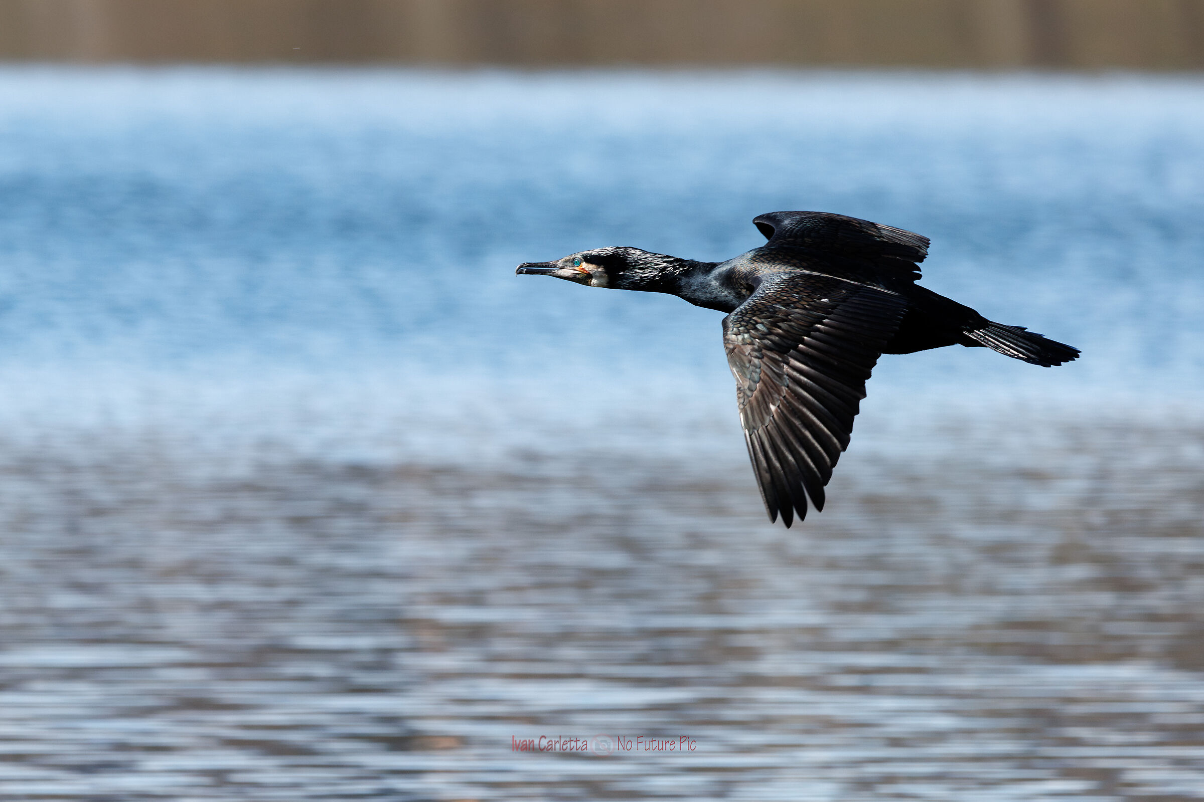 cormorano