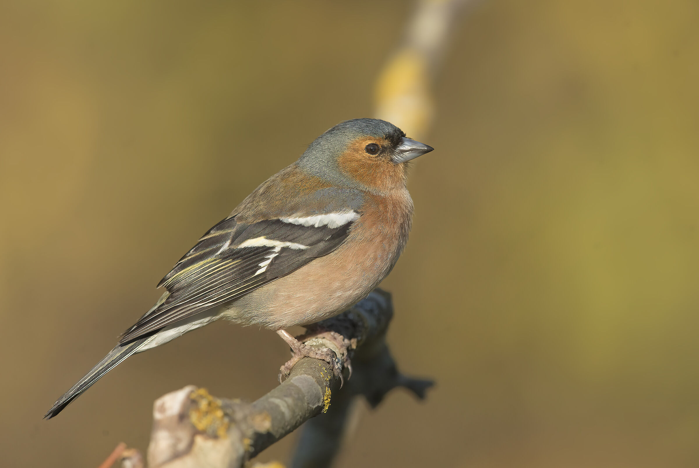 fringuello (fringilla coelebs)
