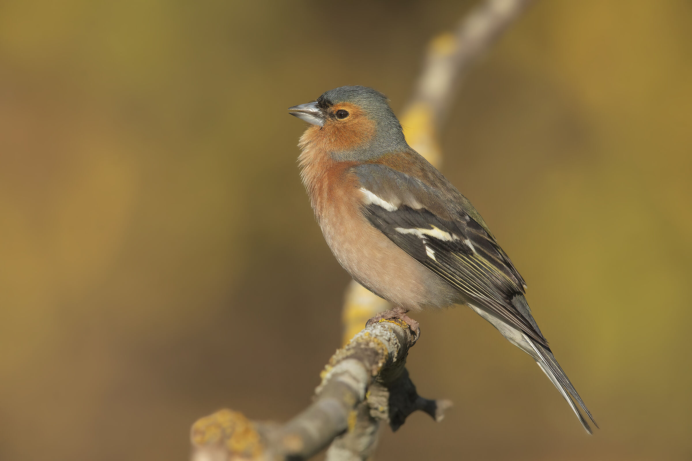 fringuello (fringilla coelebs)