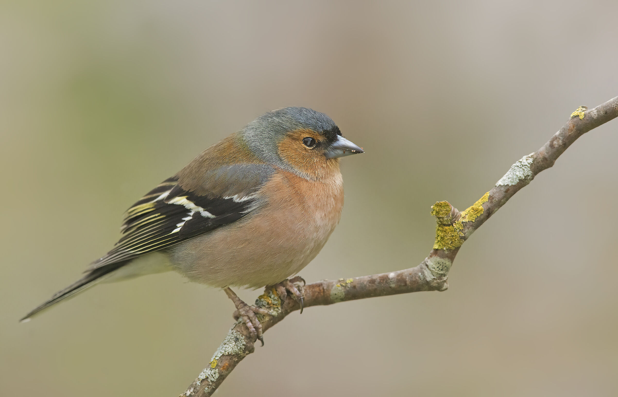 fringuello (fringilla coelebs)