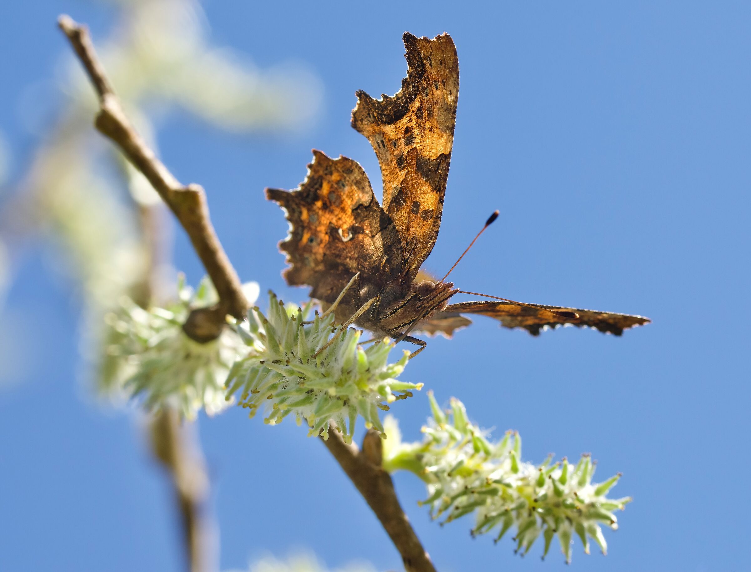 Polygonia c-album