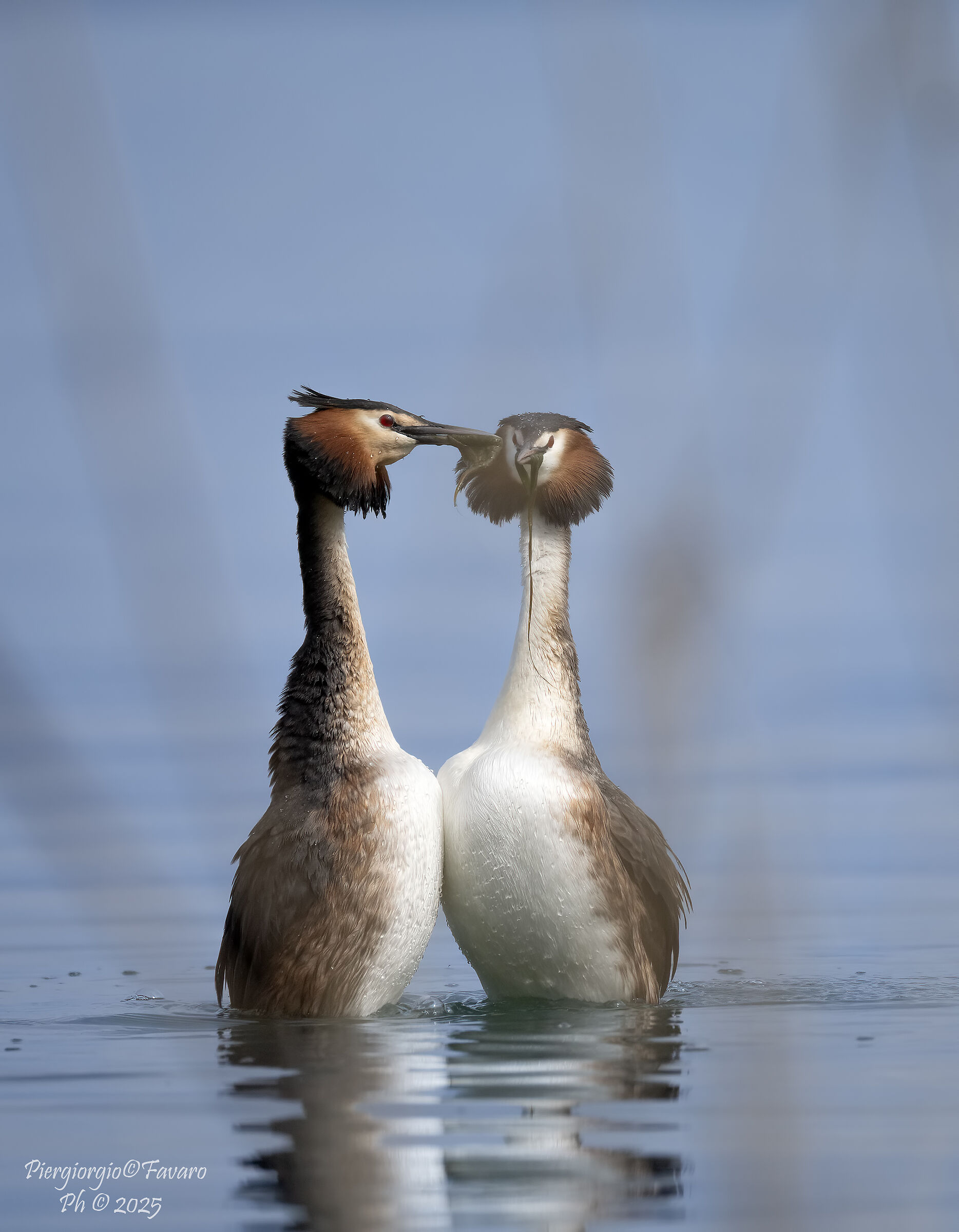 Great Crested Grebes.